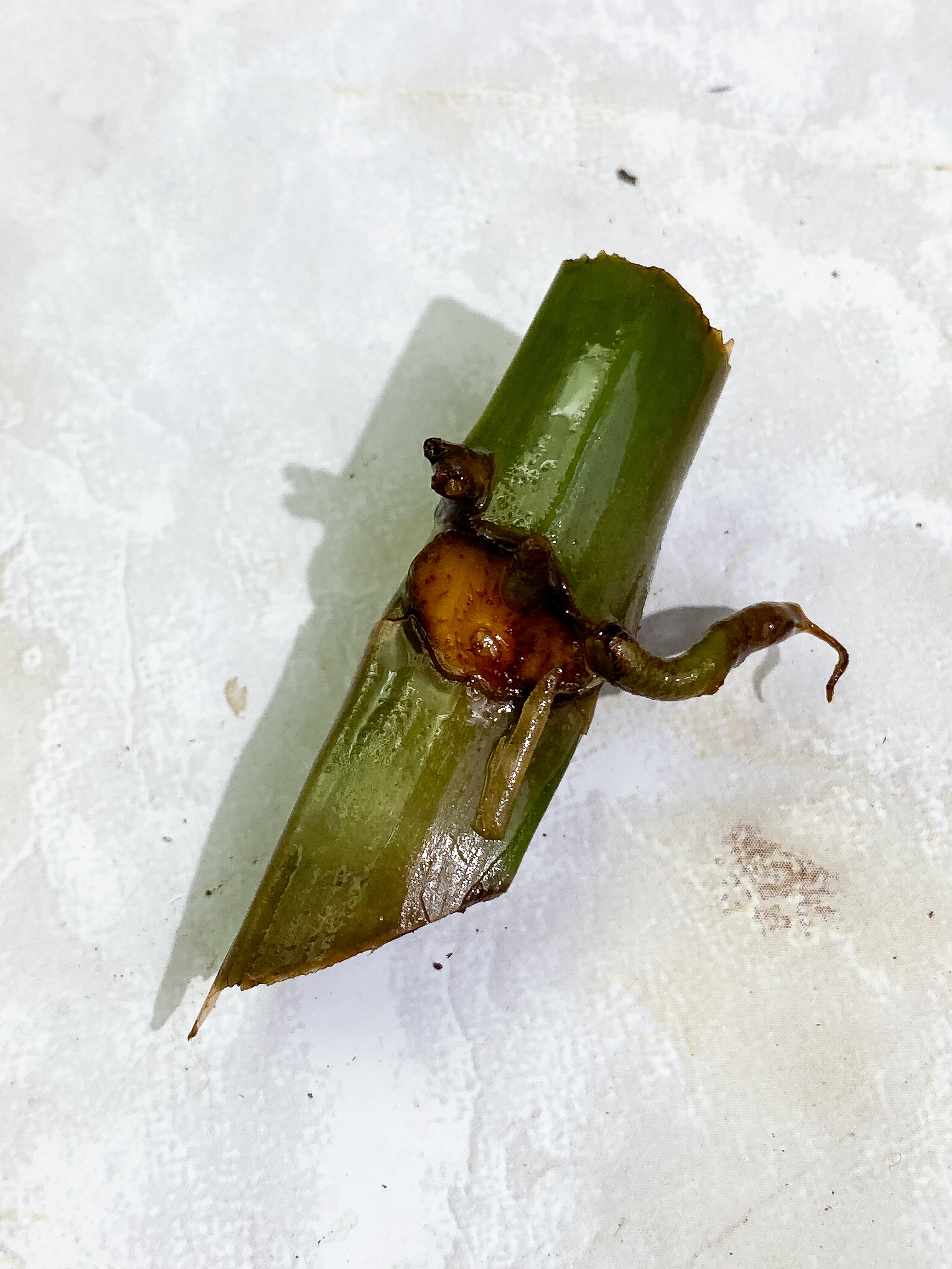 Grower Choice: Philodendron Tortum narrow form unrooted node