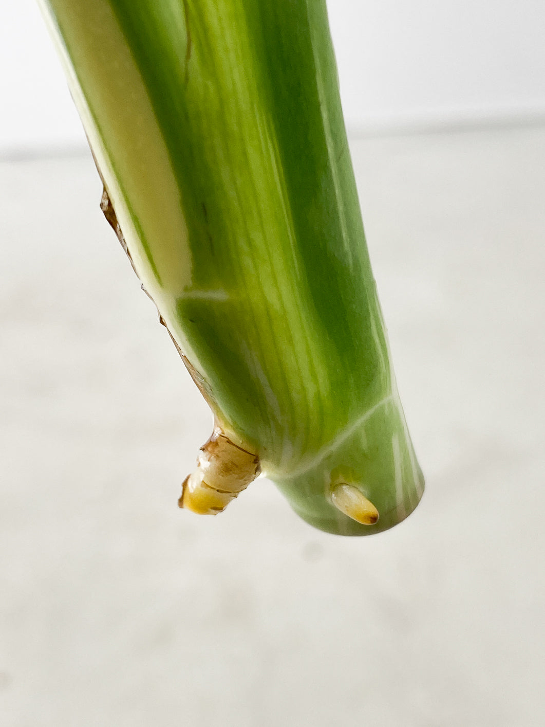 Monstera Mint Noid 2 leaves Top Cutting
