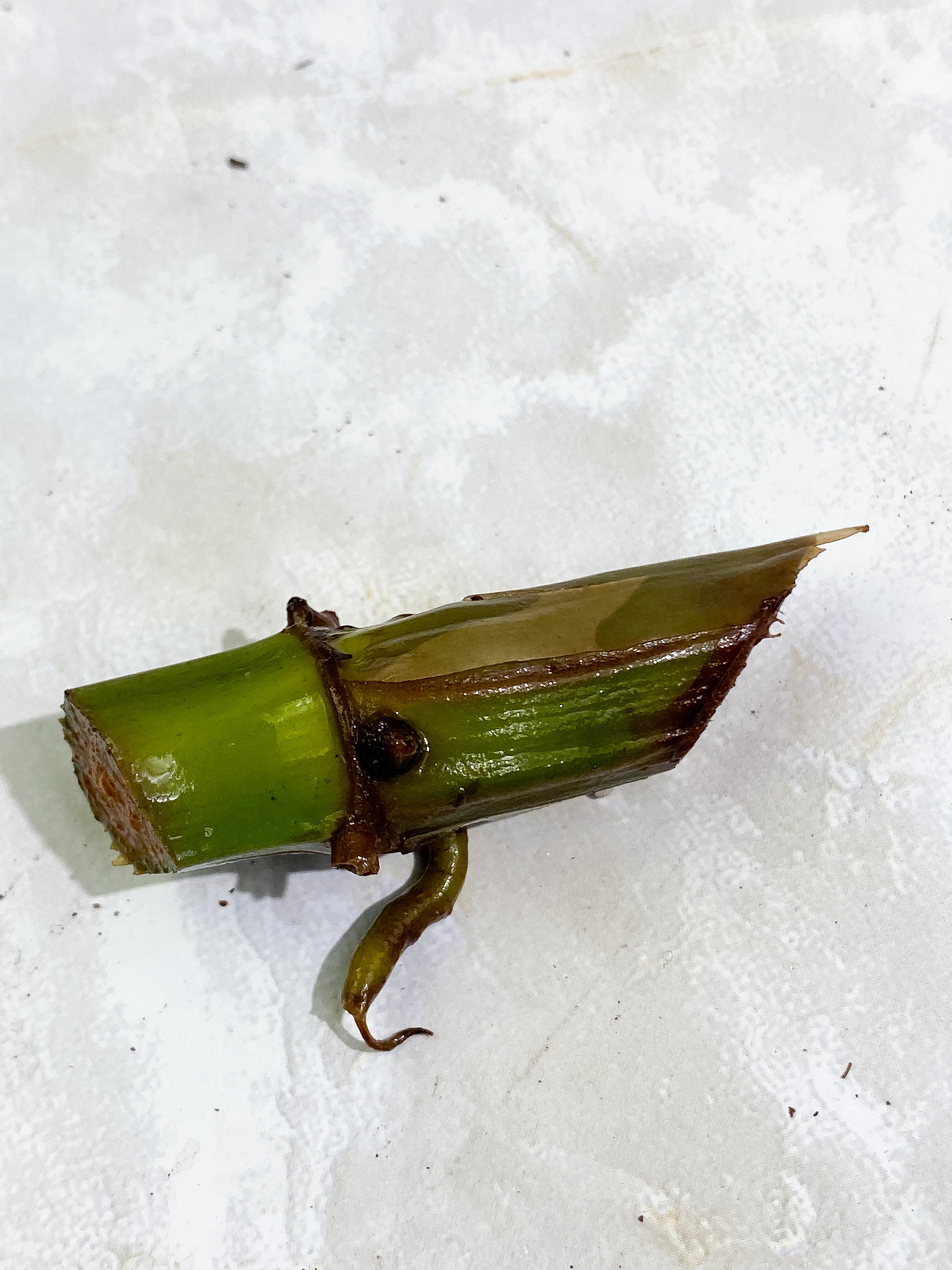 Grower Choice: Philodendron Tortum narrow form unrooted node