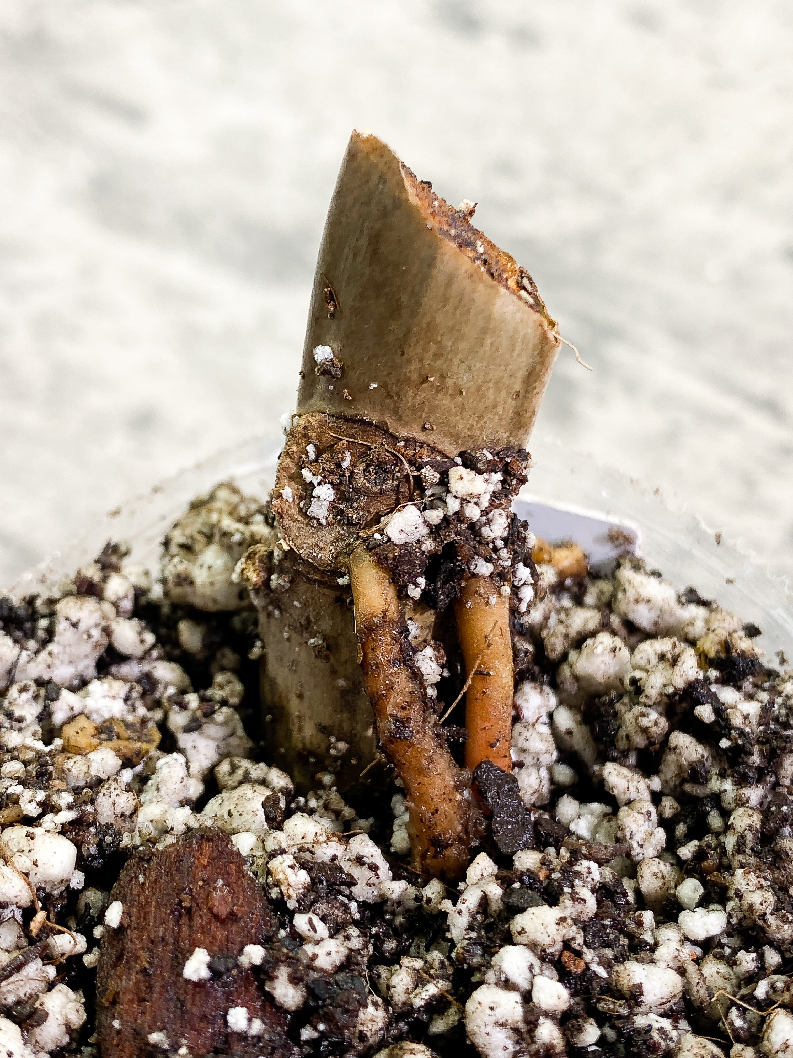 Philodendron Tortum narrow form rooted node