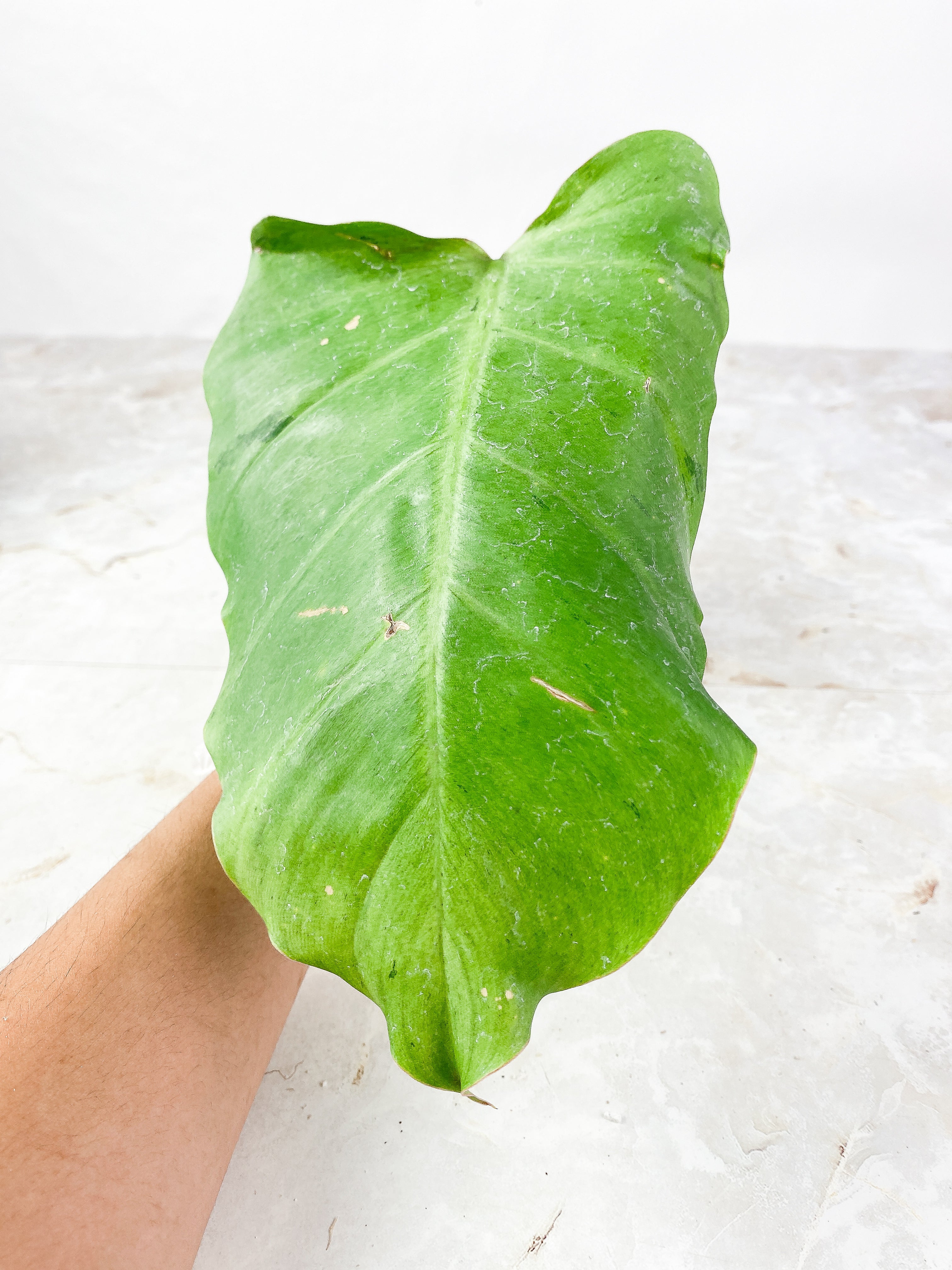 Philodrendron Snowdrift Rooting