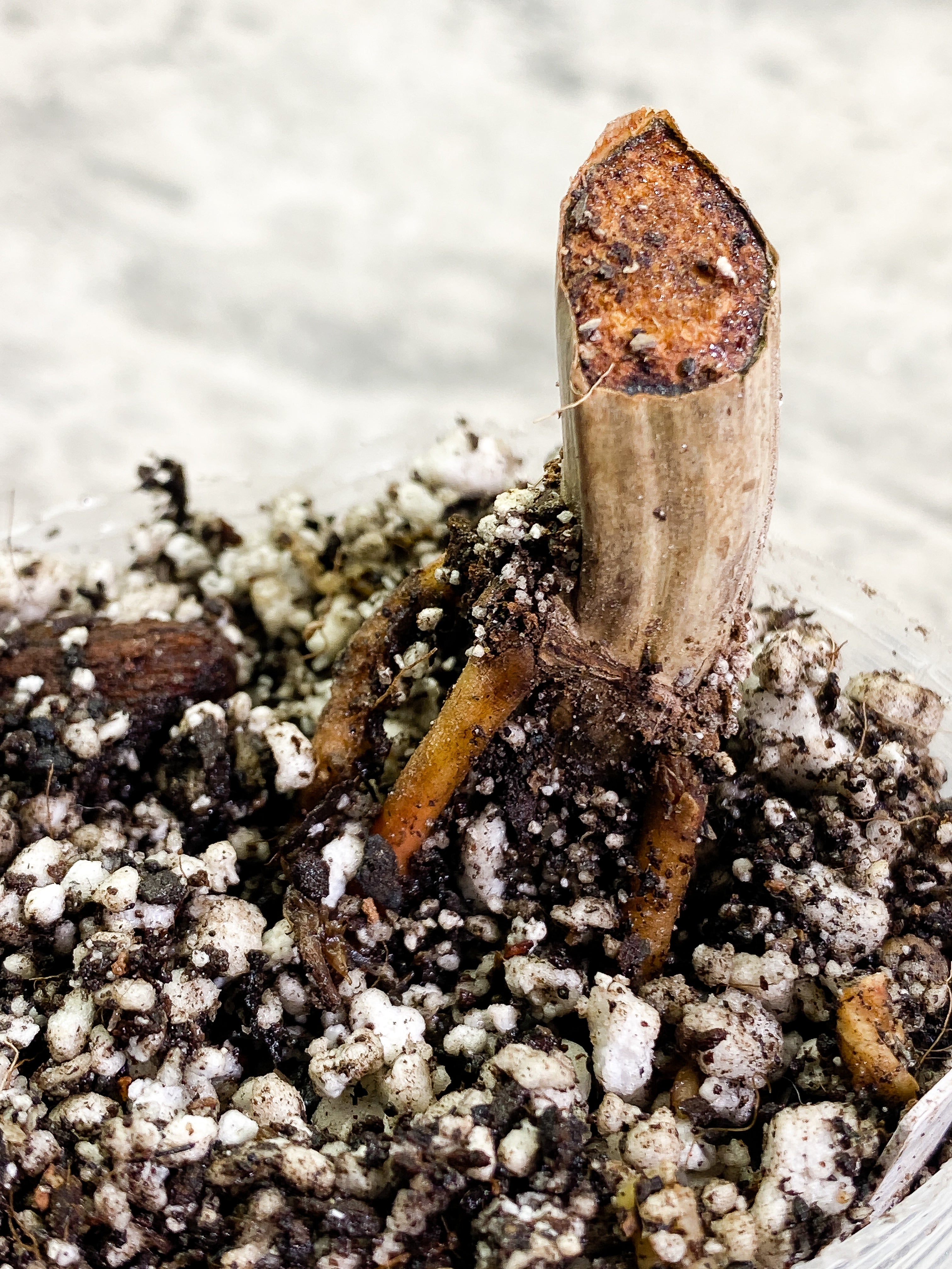 Philodendron Tortum narrow form rooted node
