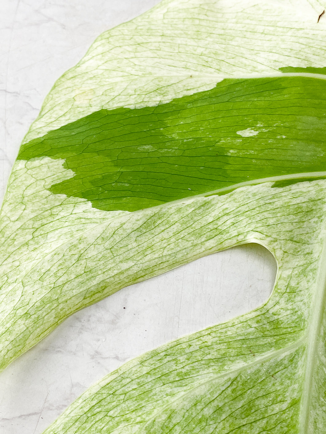 Monstera Mint Noid 2 leaves Top Cutting