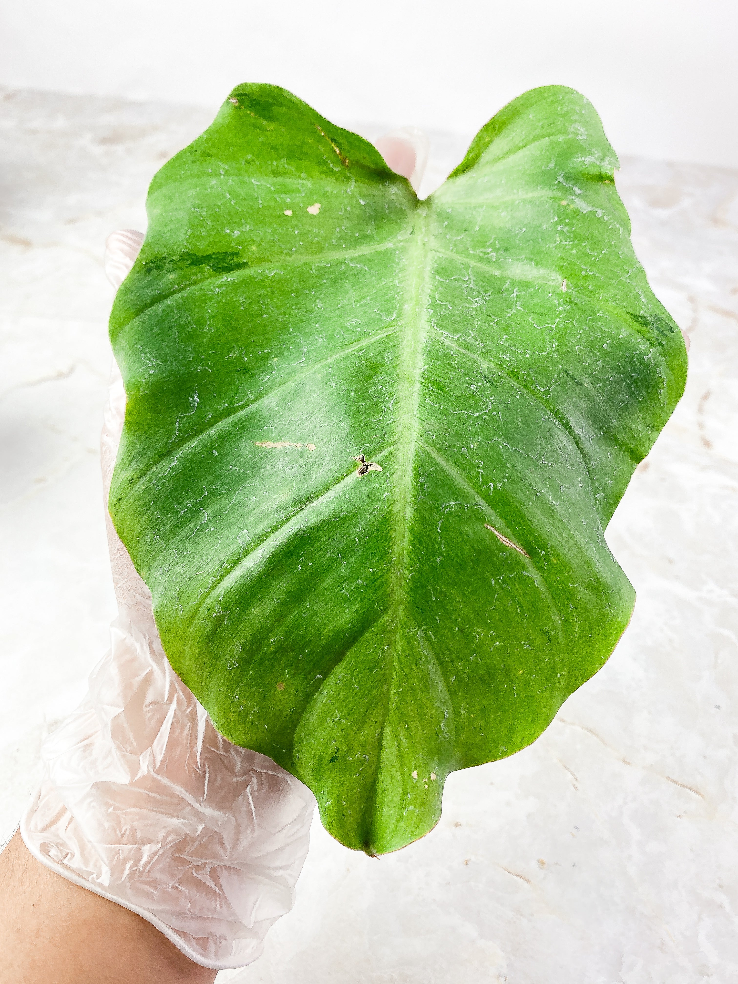 Philodrendron Snowdrift Rooting