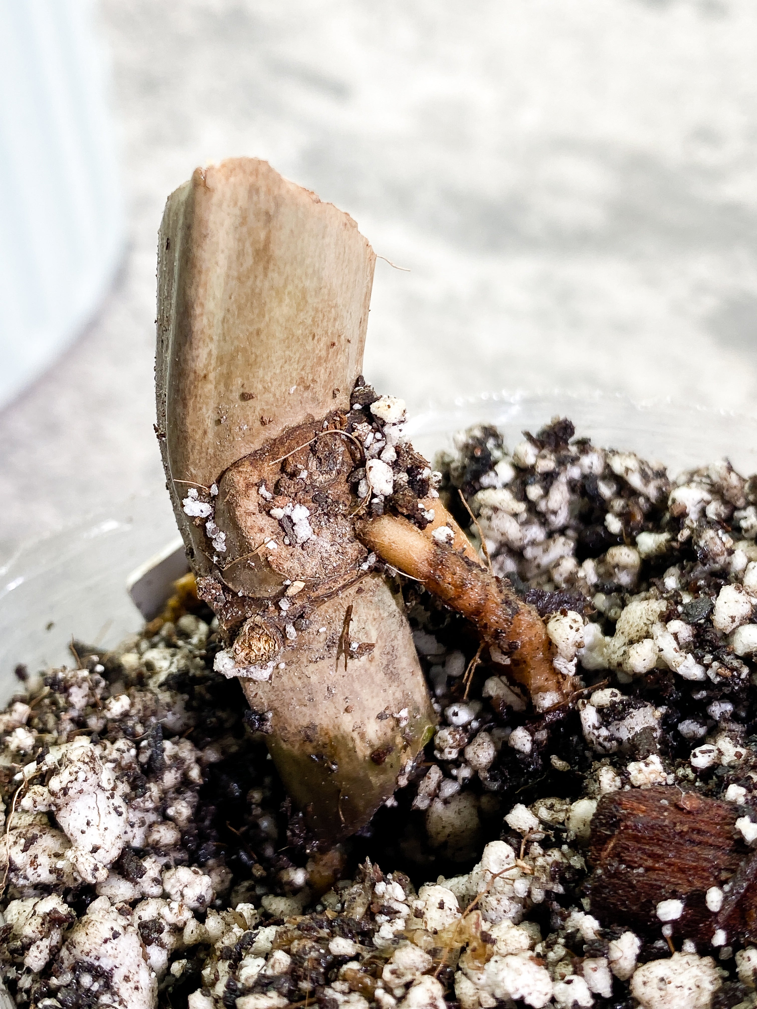 Philodendron Tortum narrow form rooted node