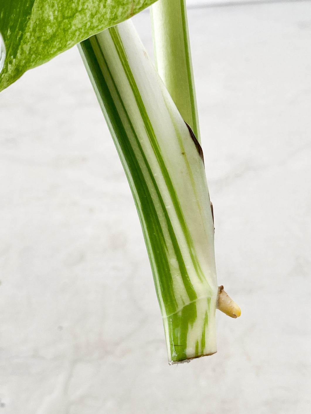 Monstera Mint Noid 2 leaves Top Cutting