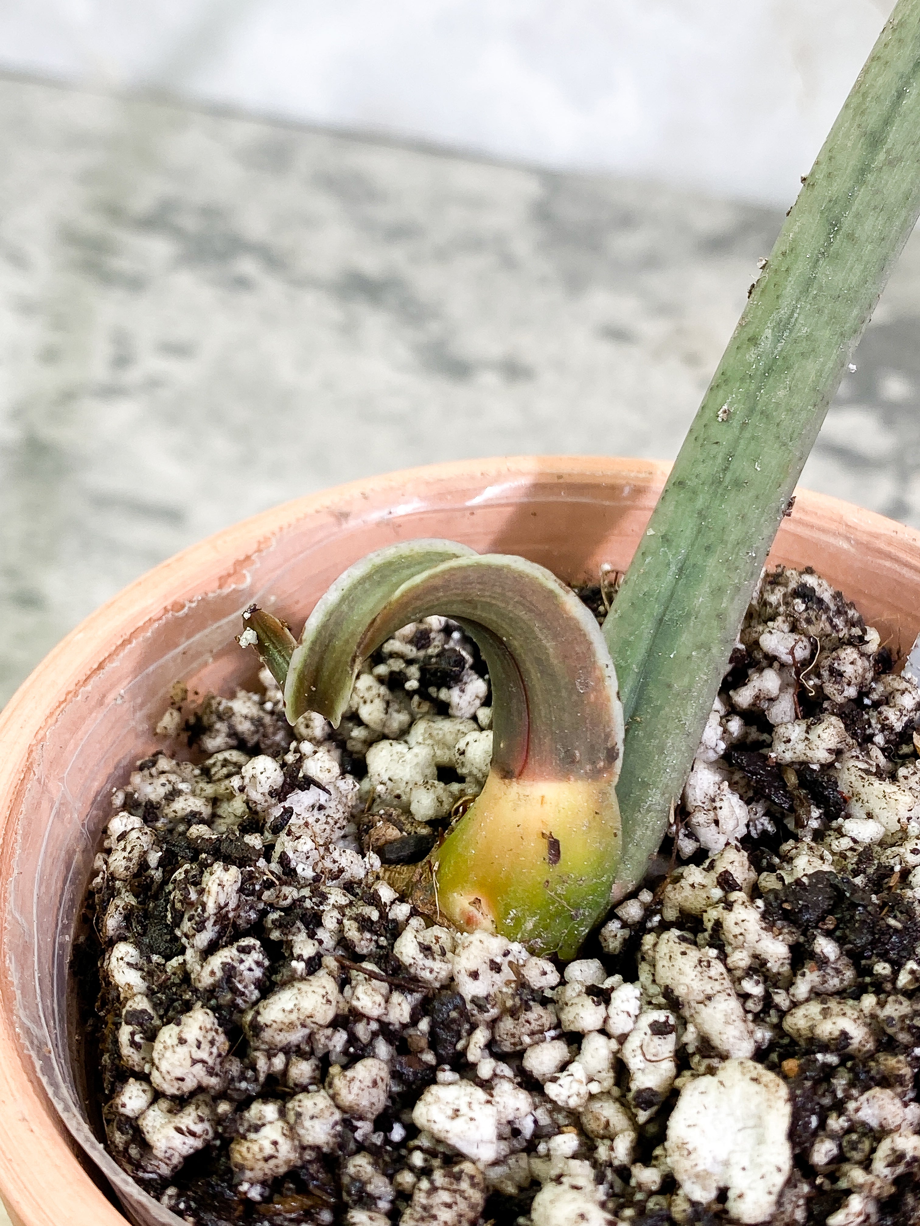 Philodendron Tortum narrow form 1 leaf 1 sprout rooted Top Cutting