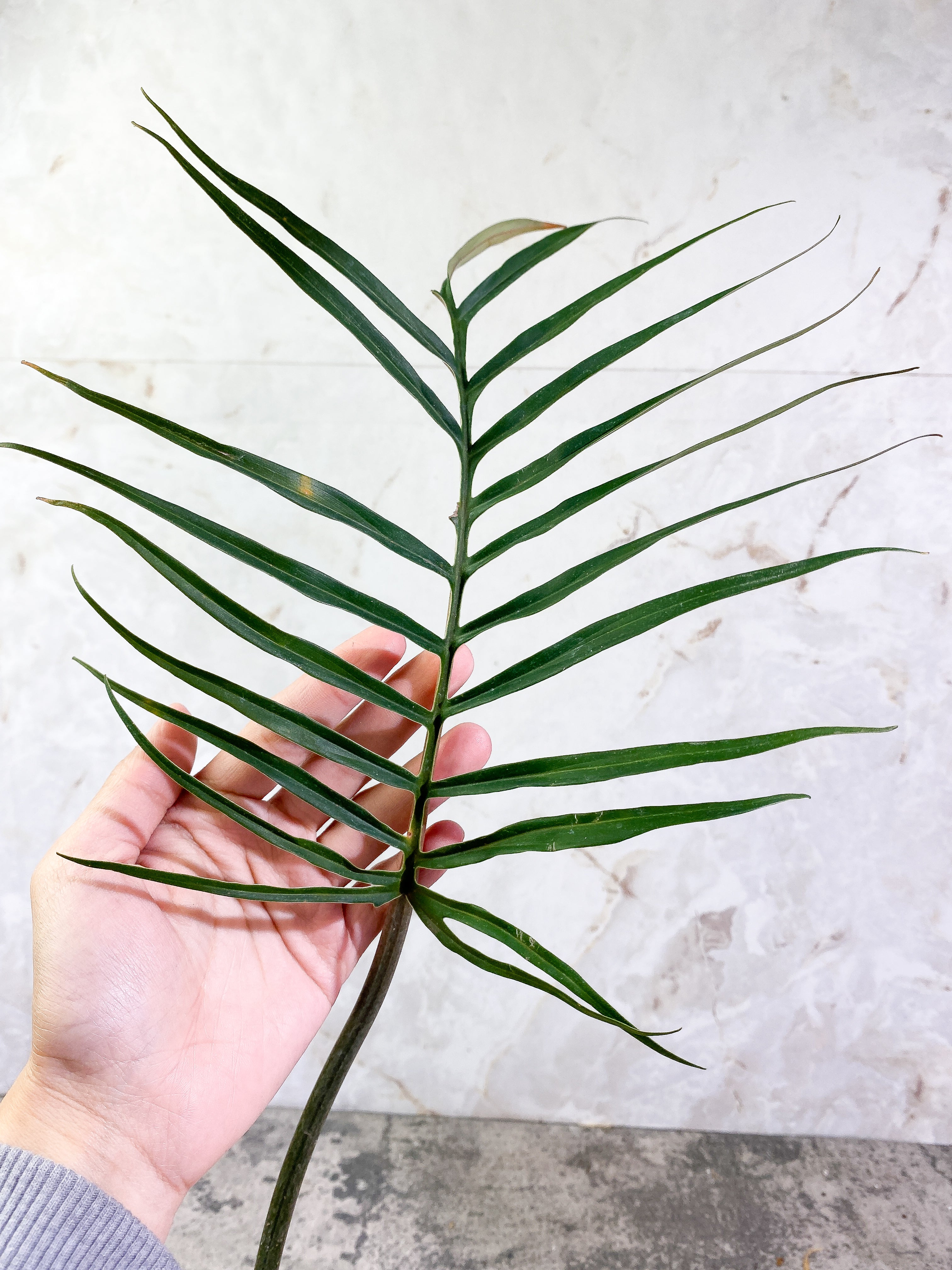 Philodendron Tortum narrow form 1 leaf 1 sprout rooted Top Cutting