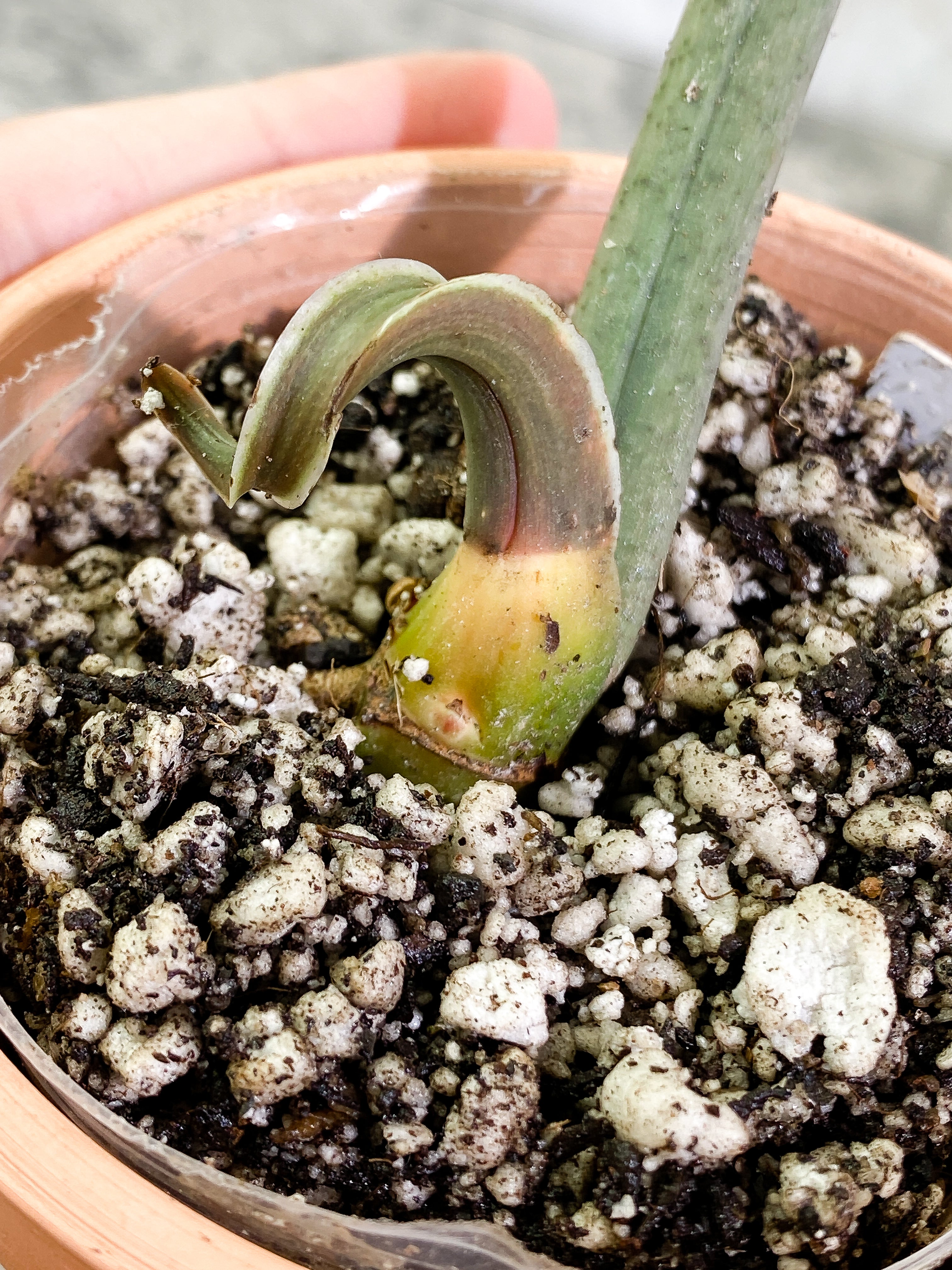 Philodendron Tortum narrow form 1 leaf 1 sprout rooted Top Cutting