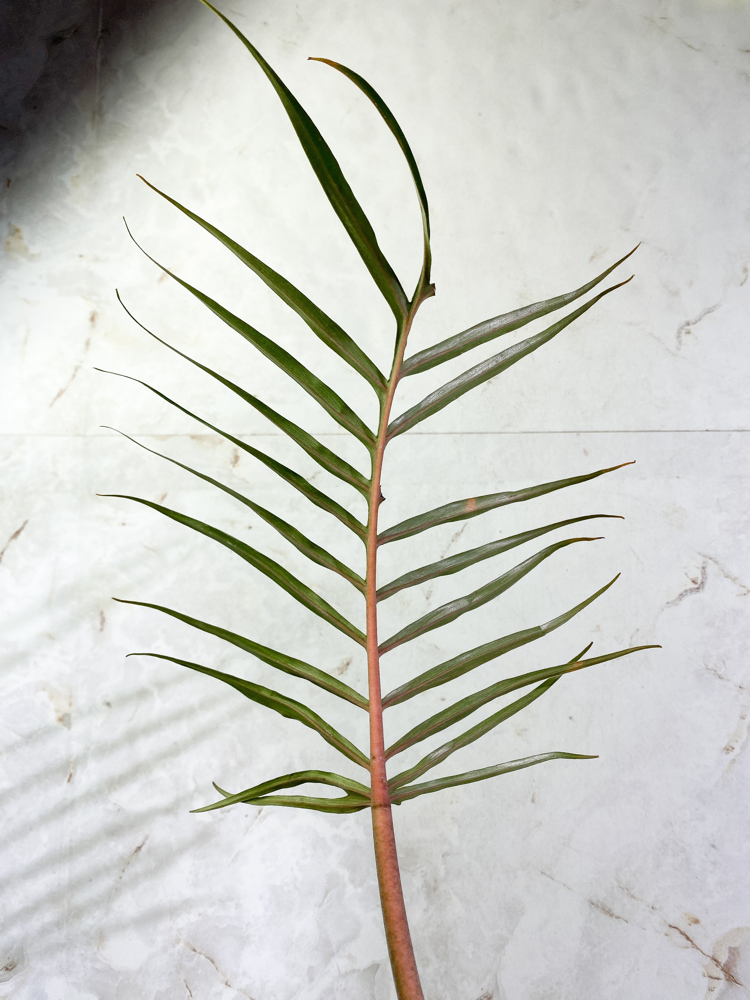 Philodendron Tortum narrow form 1 leaf 1 sprout rooted Top Cutting