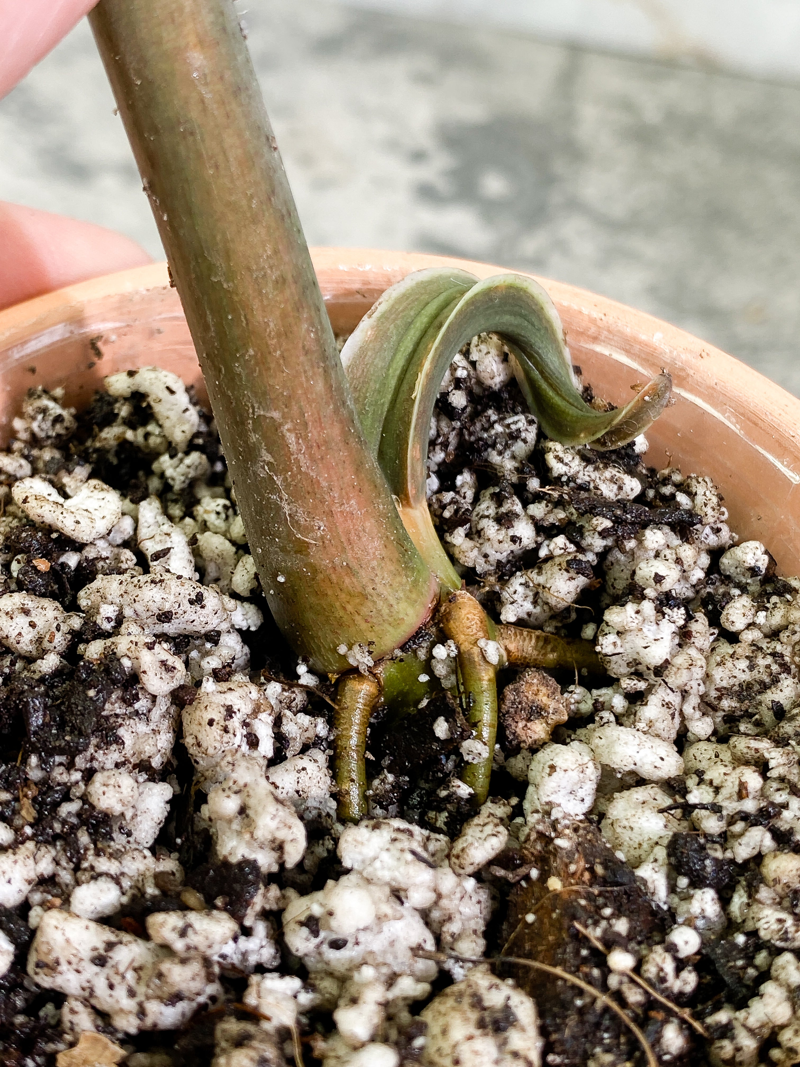 Philodendron Tortum narrow form 1 leaf 1 sprout rooted Top Cutting