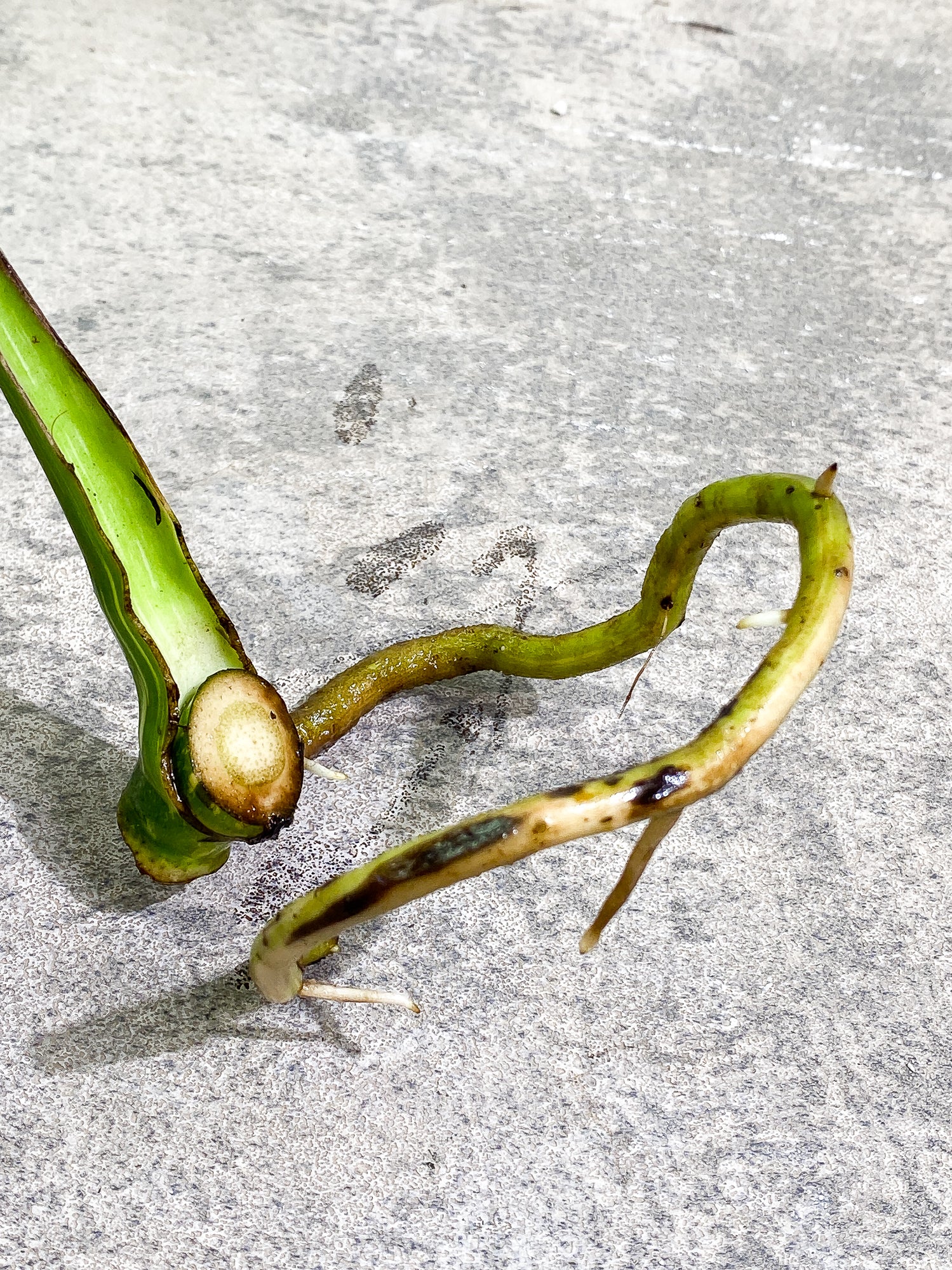 Monstera Thai Constellation slightly rooted double node