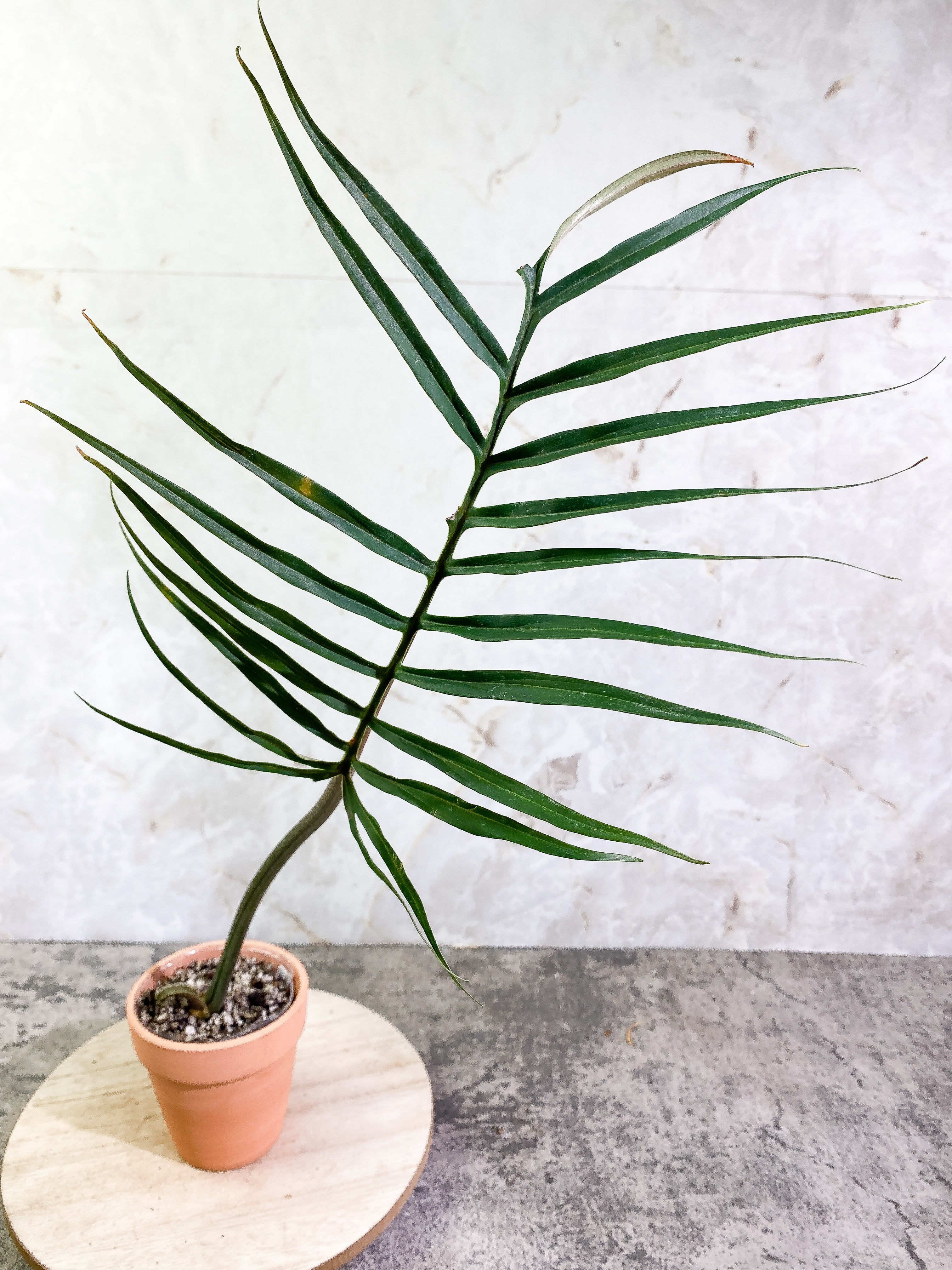 Philodendron Tortum narrow form 1 leaf 1 sprout rooted Top Cutting