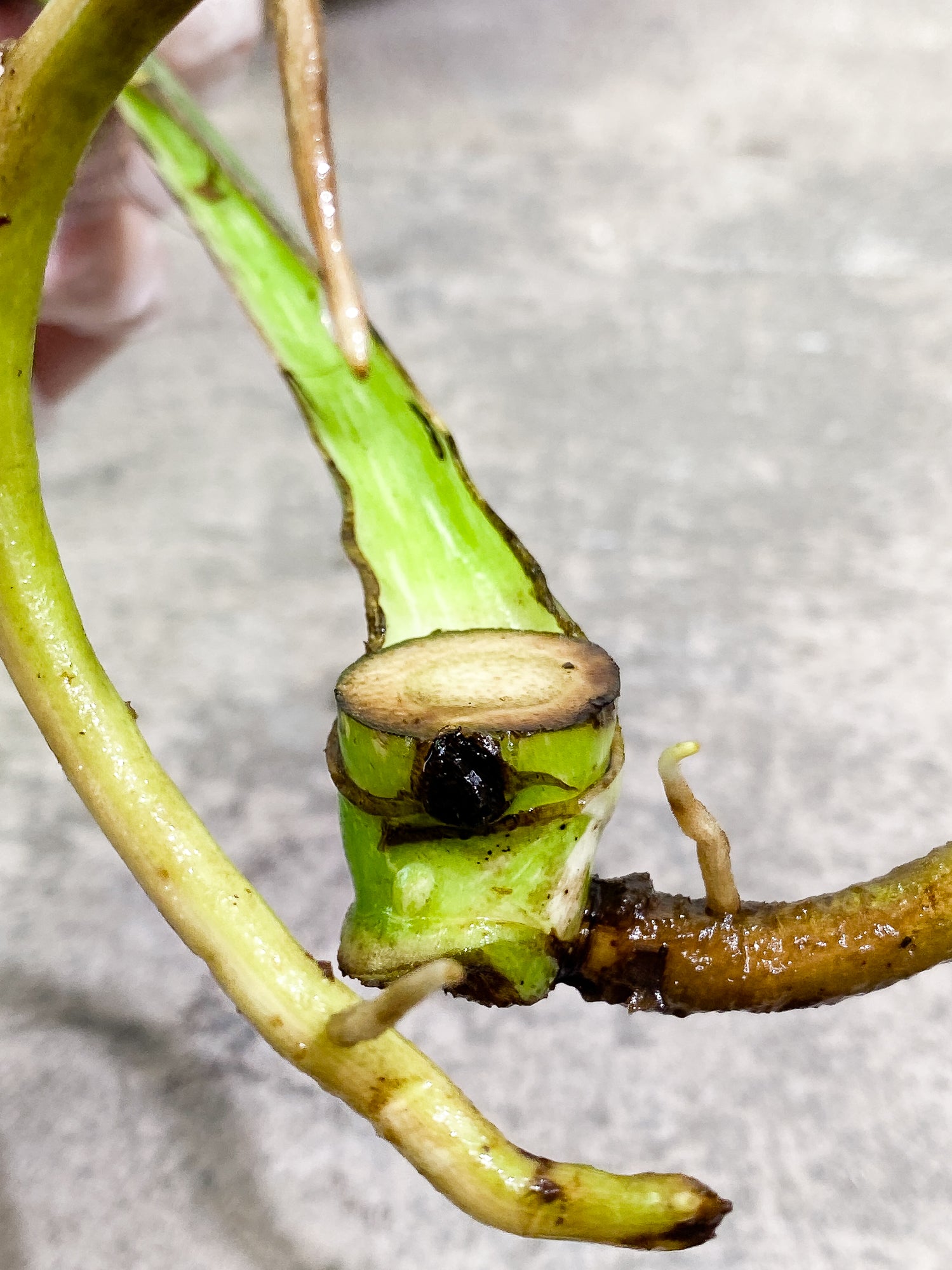 Monstera Thai Constellation slightly rooted double node