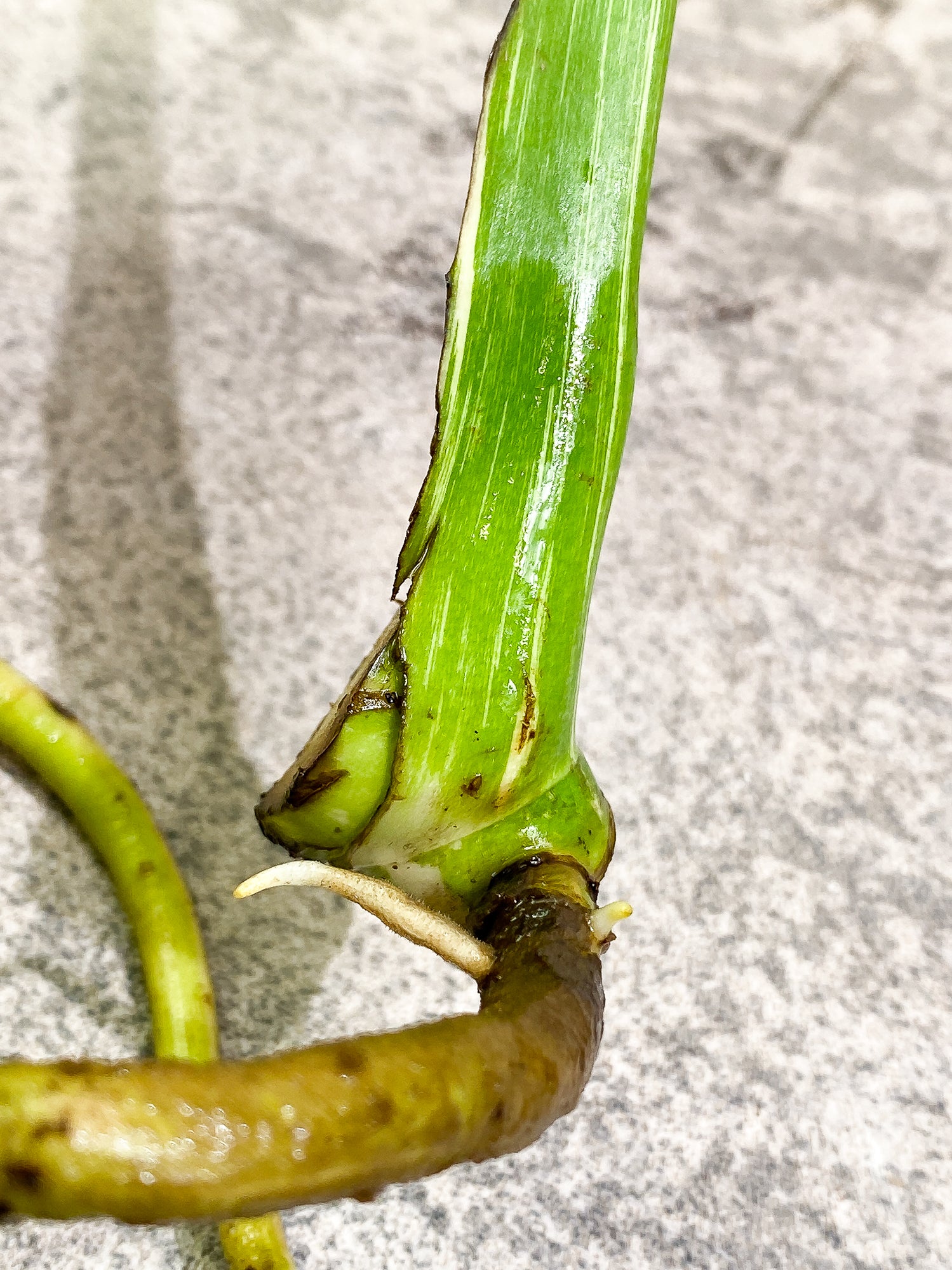 Monstera Thai Constellation slightly rooted double node