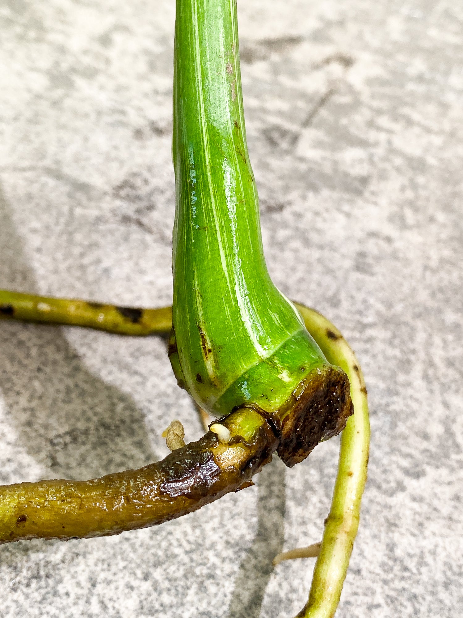 Monstera Thai Constellation slightly rooted double node