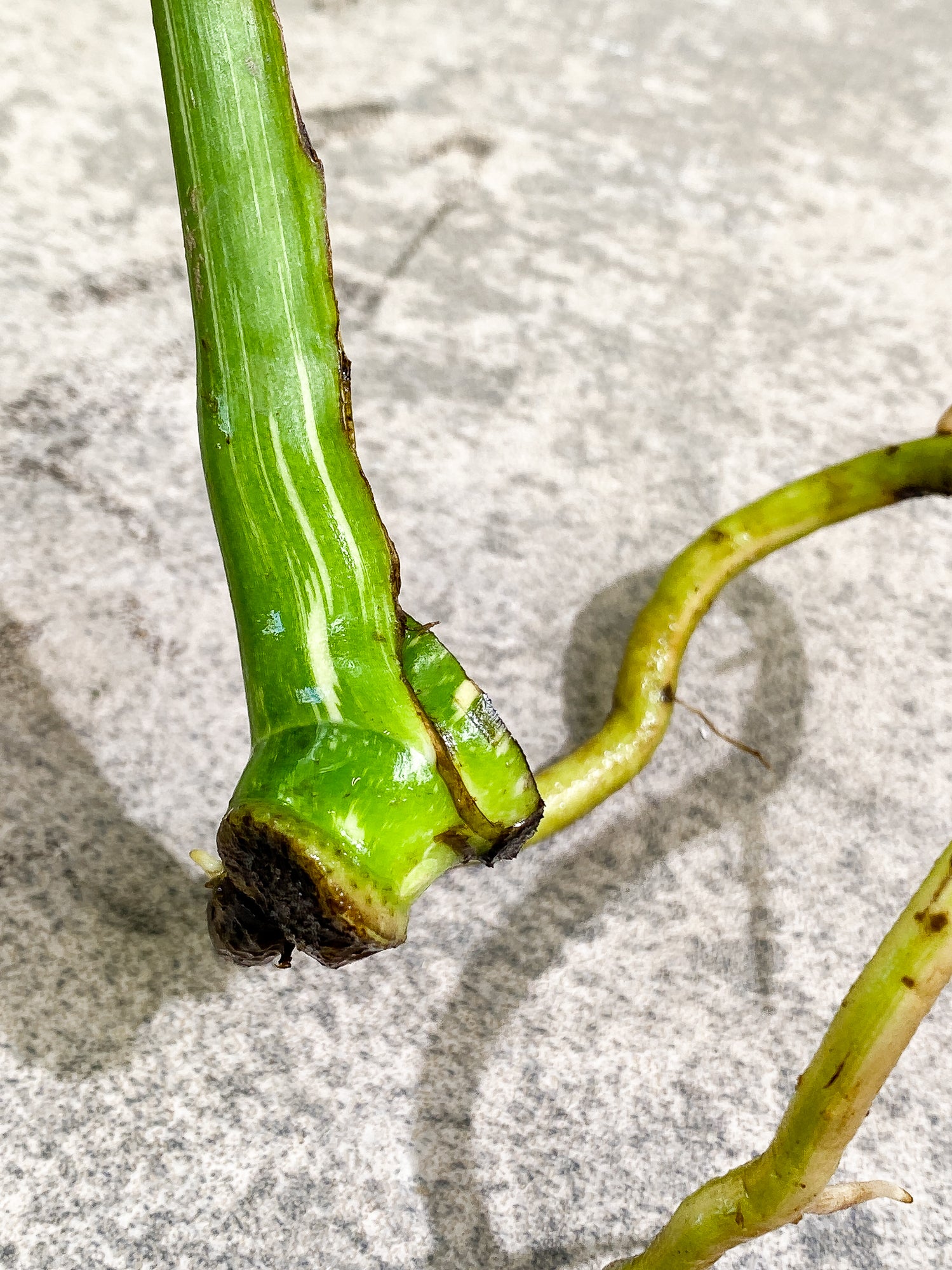 Monstera Thai Constellation slightly rooted double node