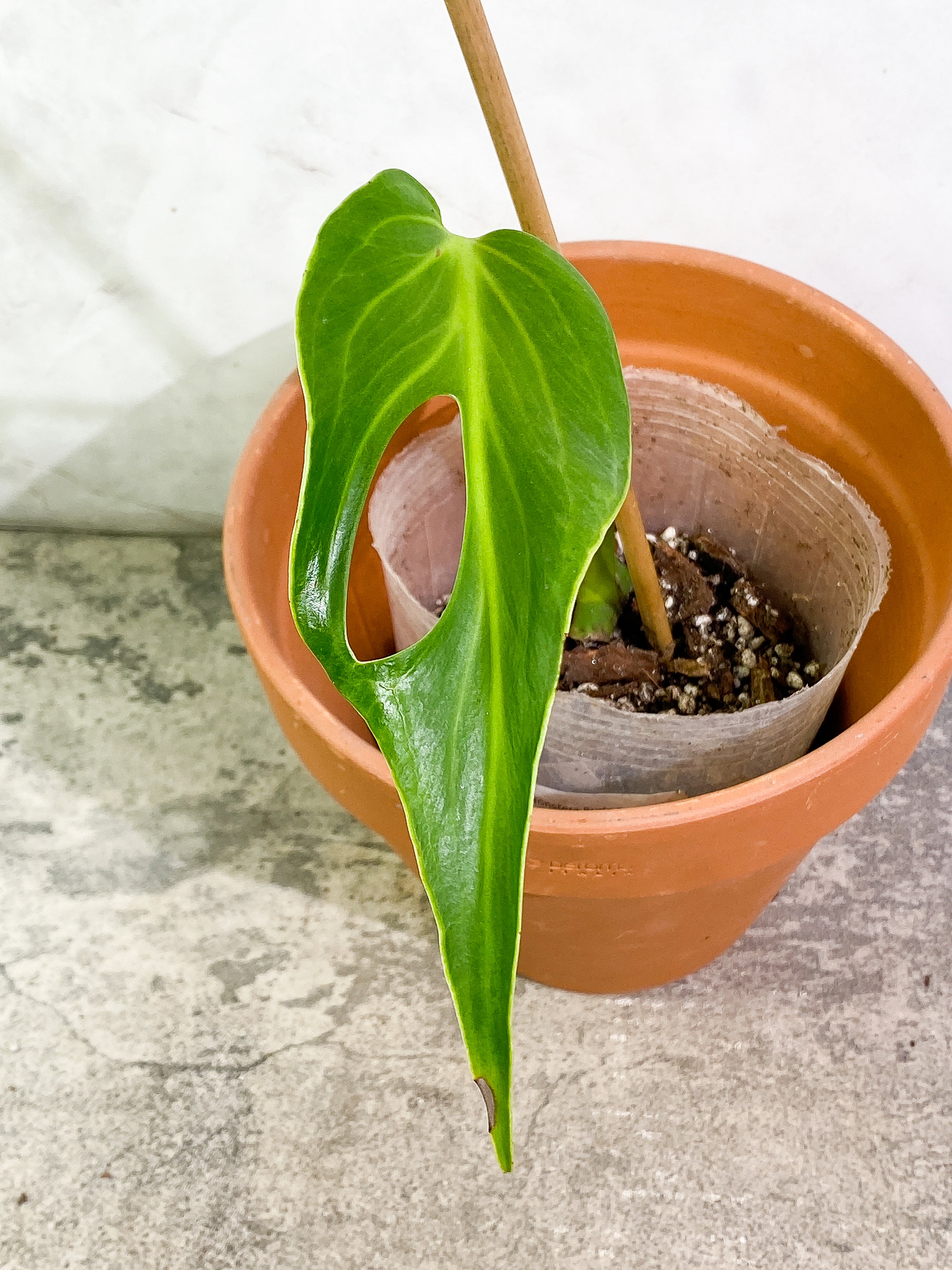Monstera Burle Marx Flame 1 leaf rooted