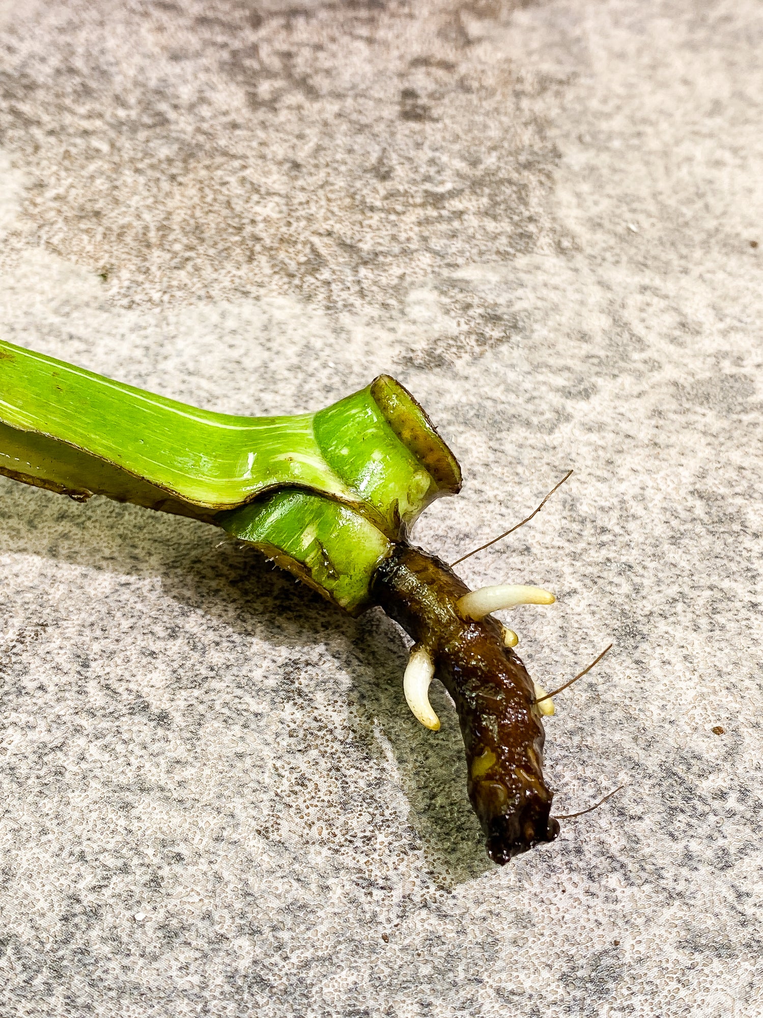 Monstera Thai Constellation 1 leaf rooting