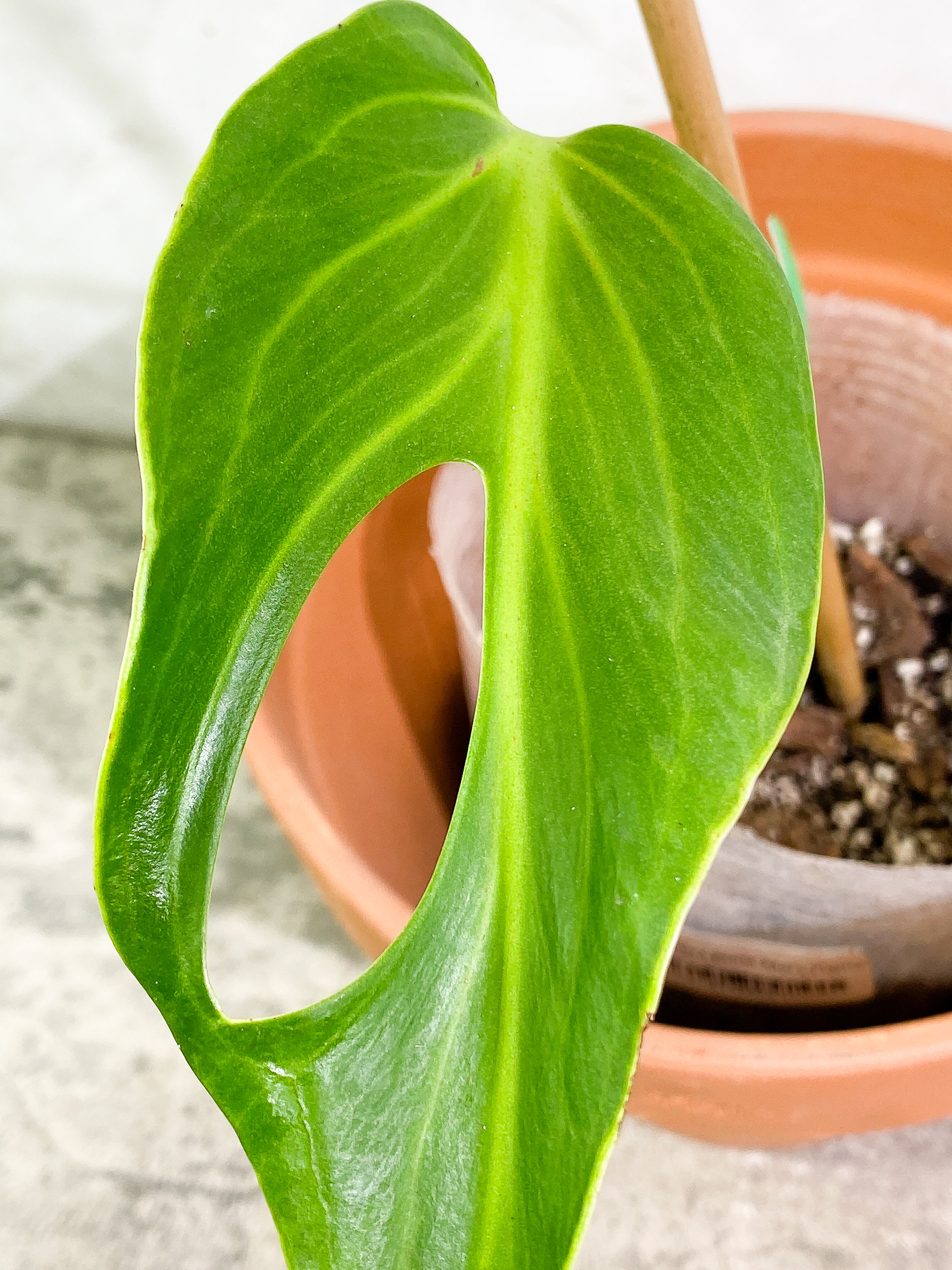 Monstera Burle Marx Flame 1 leaf rooted