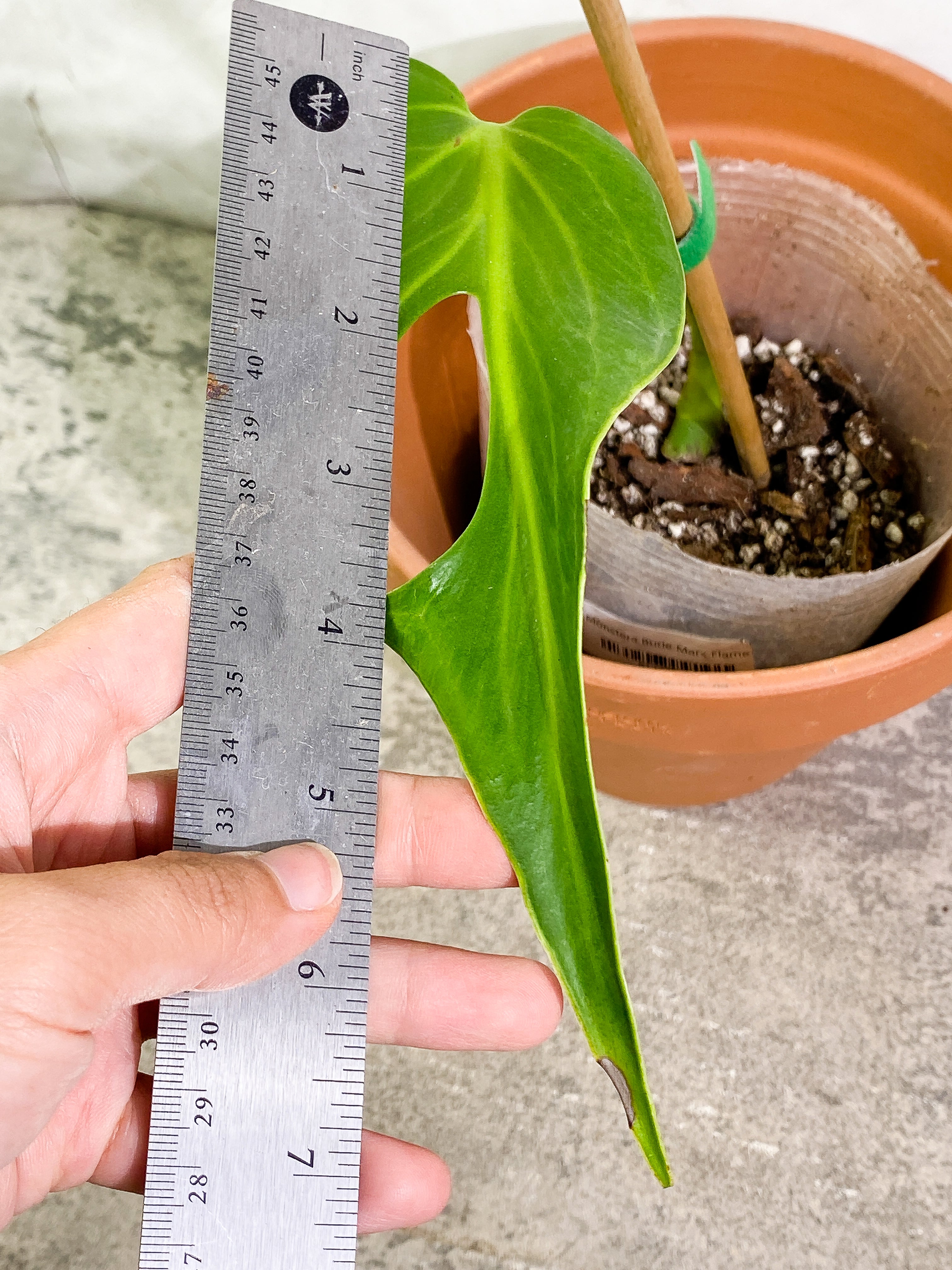 Monstera Burle Marx Flame 1 leaf rooted