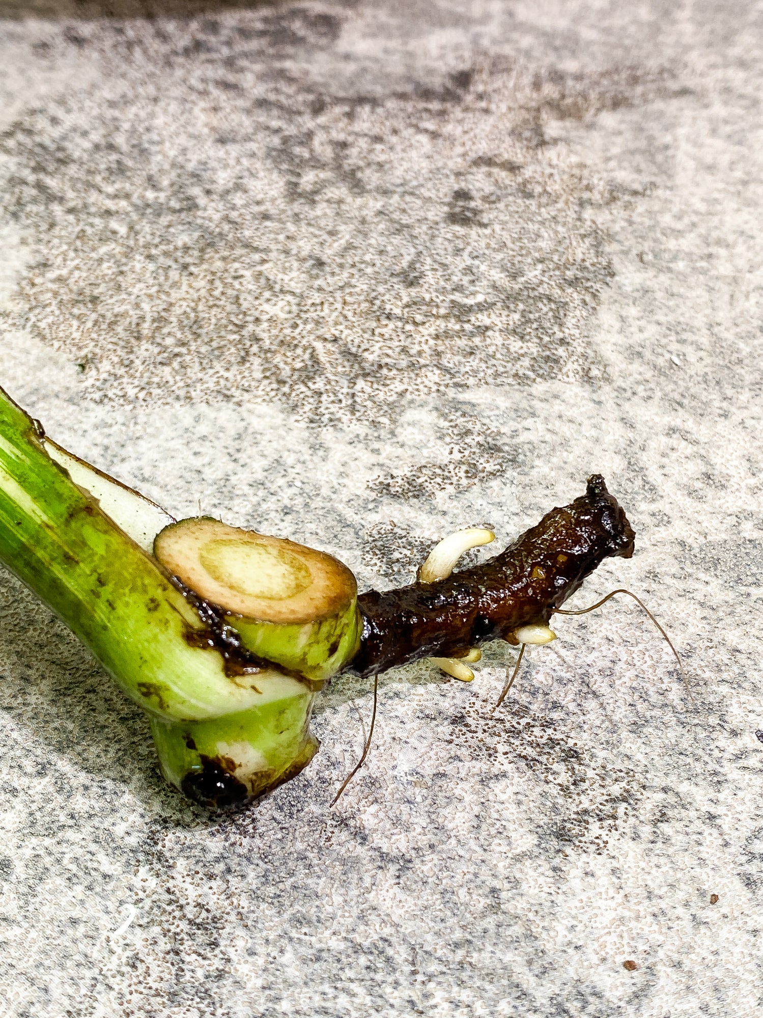 Monstera Thai Constellation 1 leaf rooting