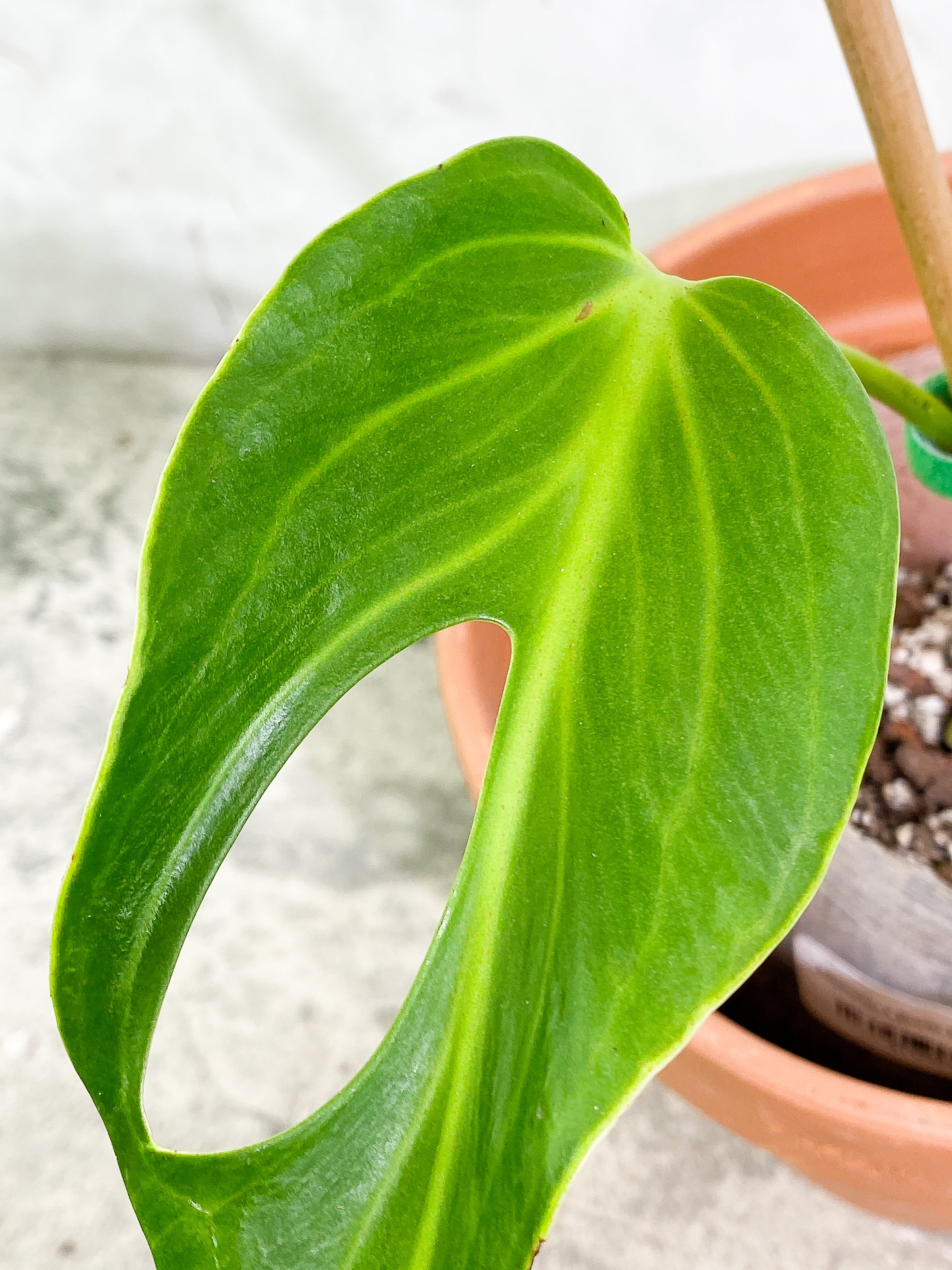 Monstera Burle Marx Flame 1 leaf rooted