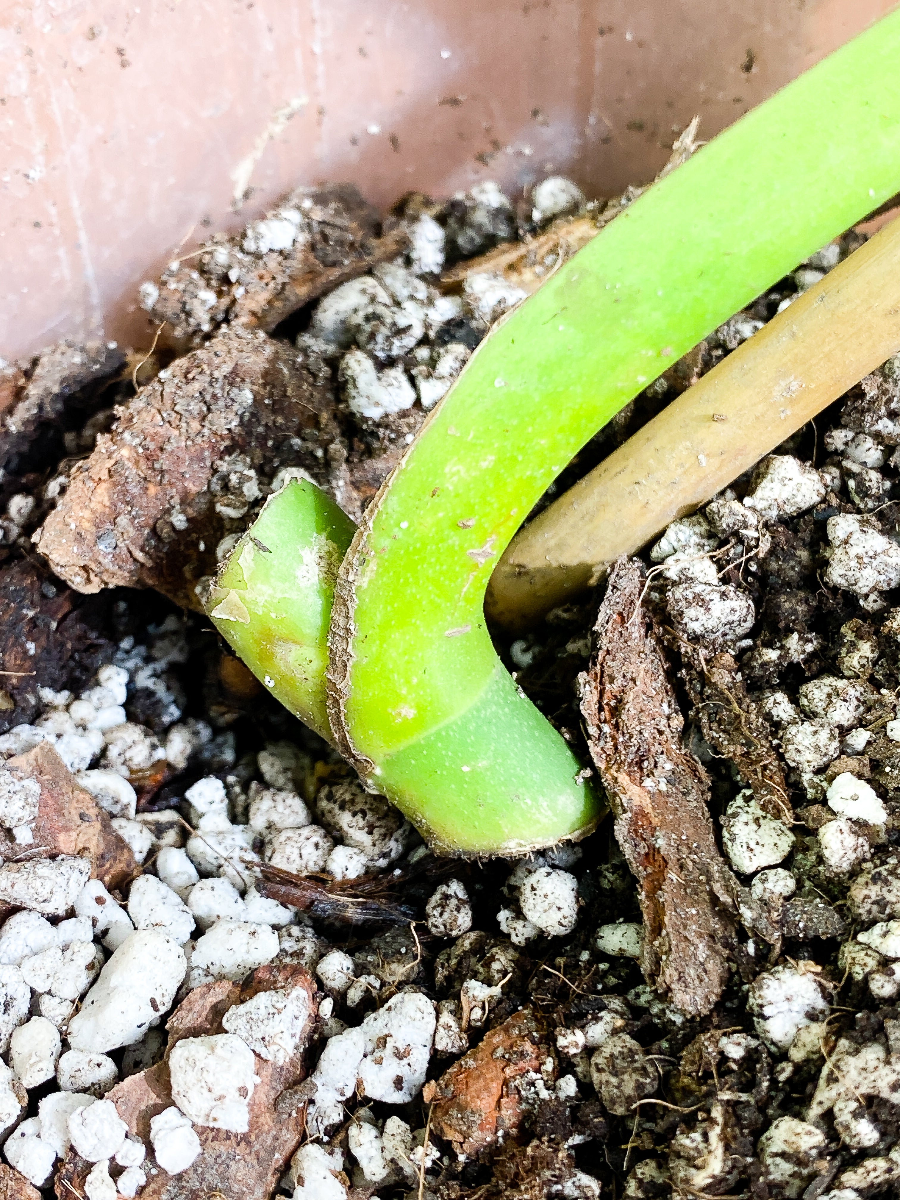 Monstera Burle Marx Flame 1 leaf rooted