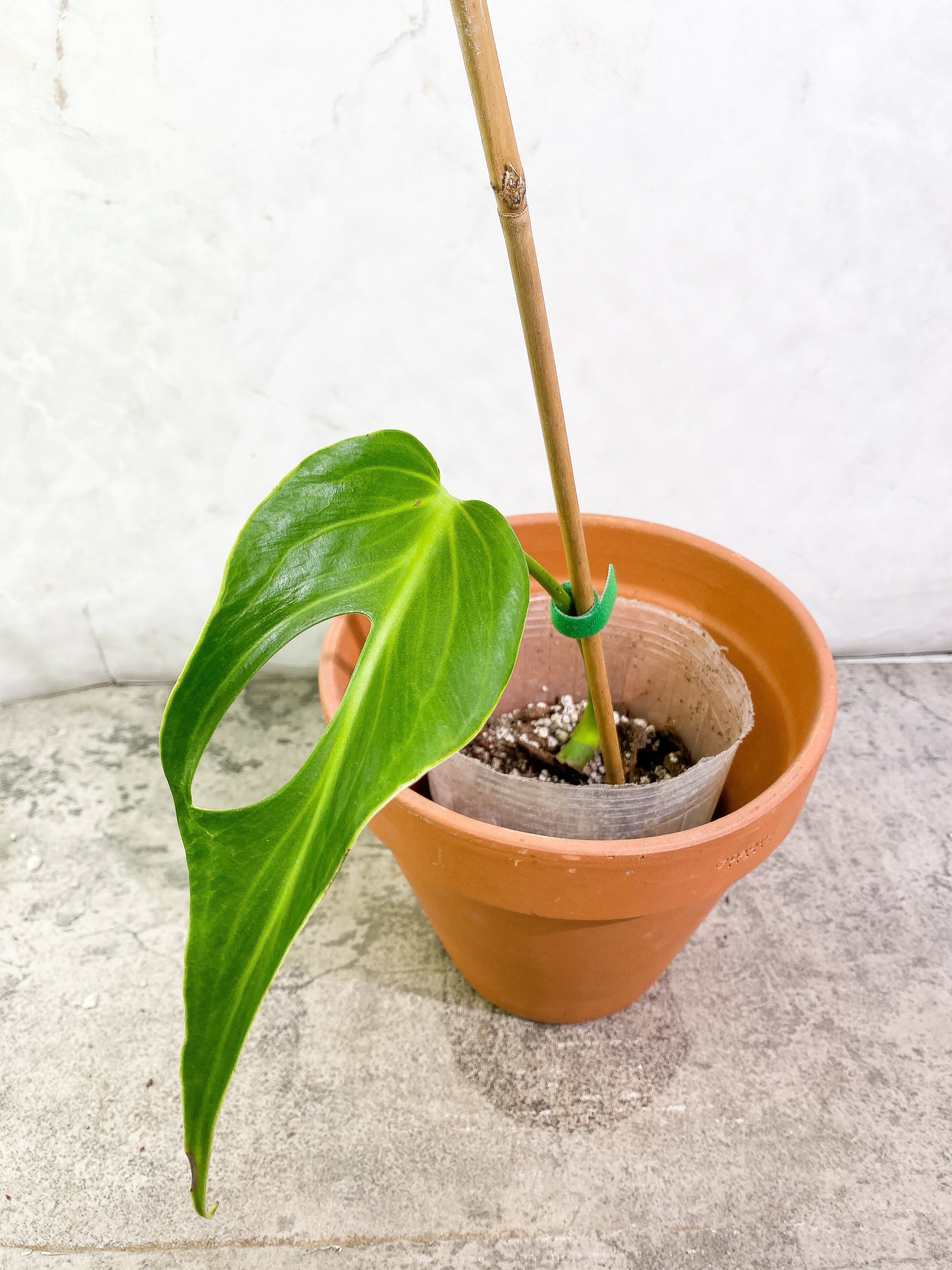 Monstera Burle Marx Flame 1 leaf rooted