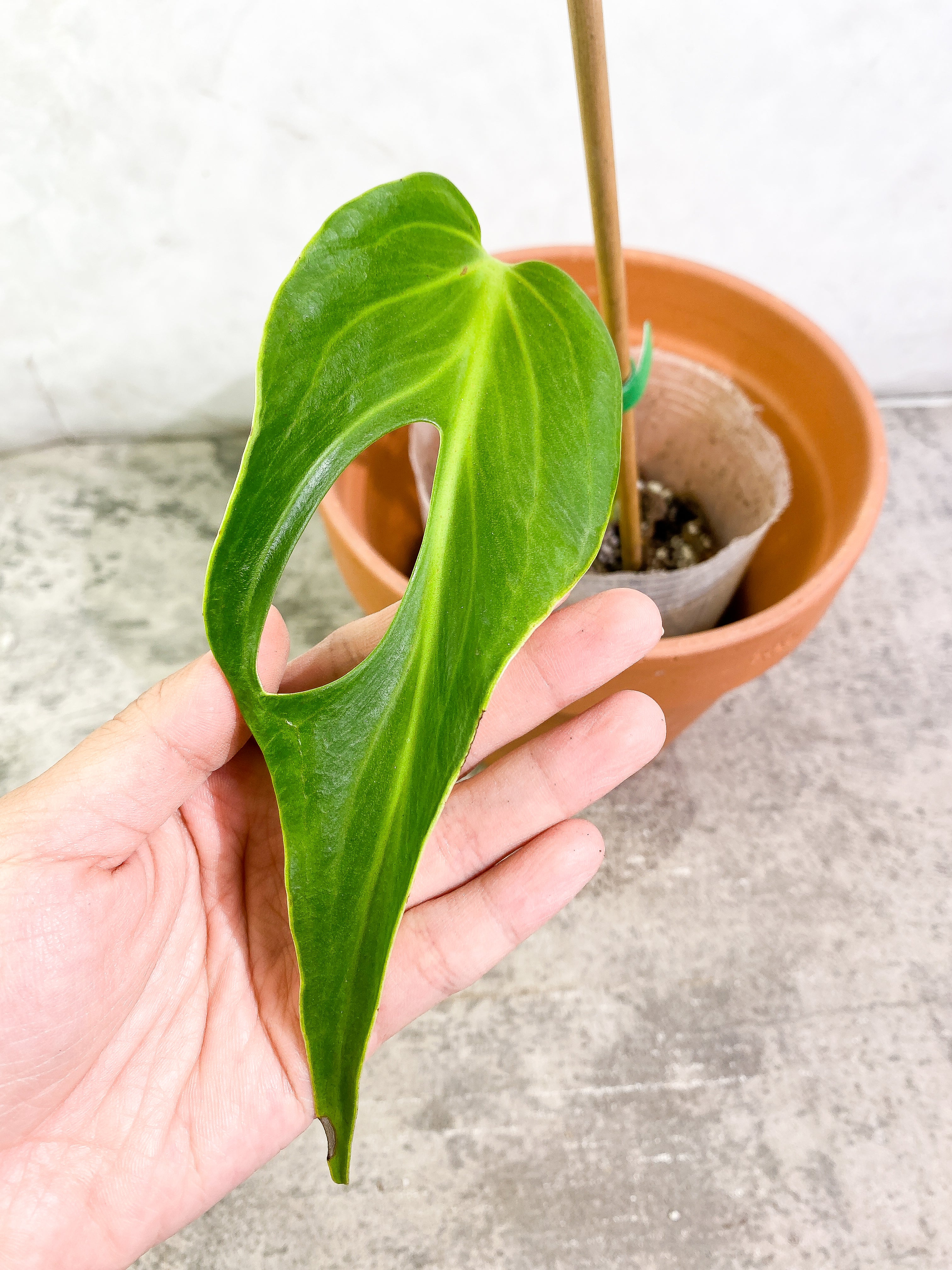 Monstera Burle Marx Flame 1 leaf rooted