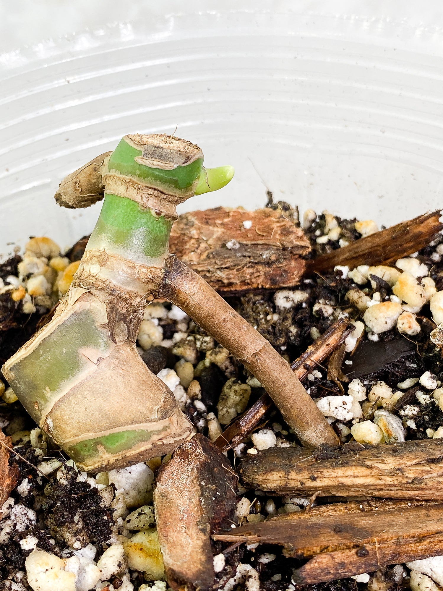 Monstera Burle Marx Flame Double node fully rooted double node 1 sprout