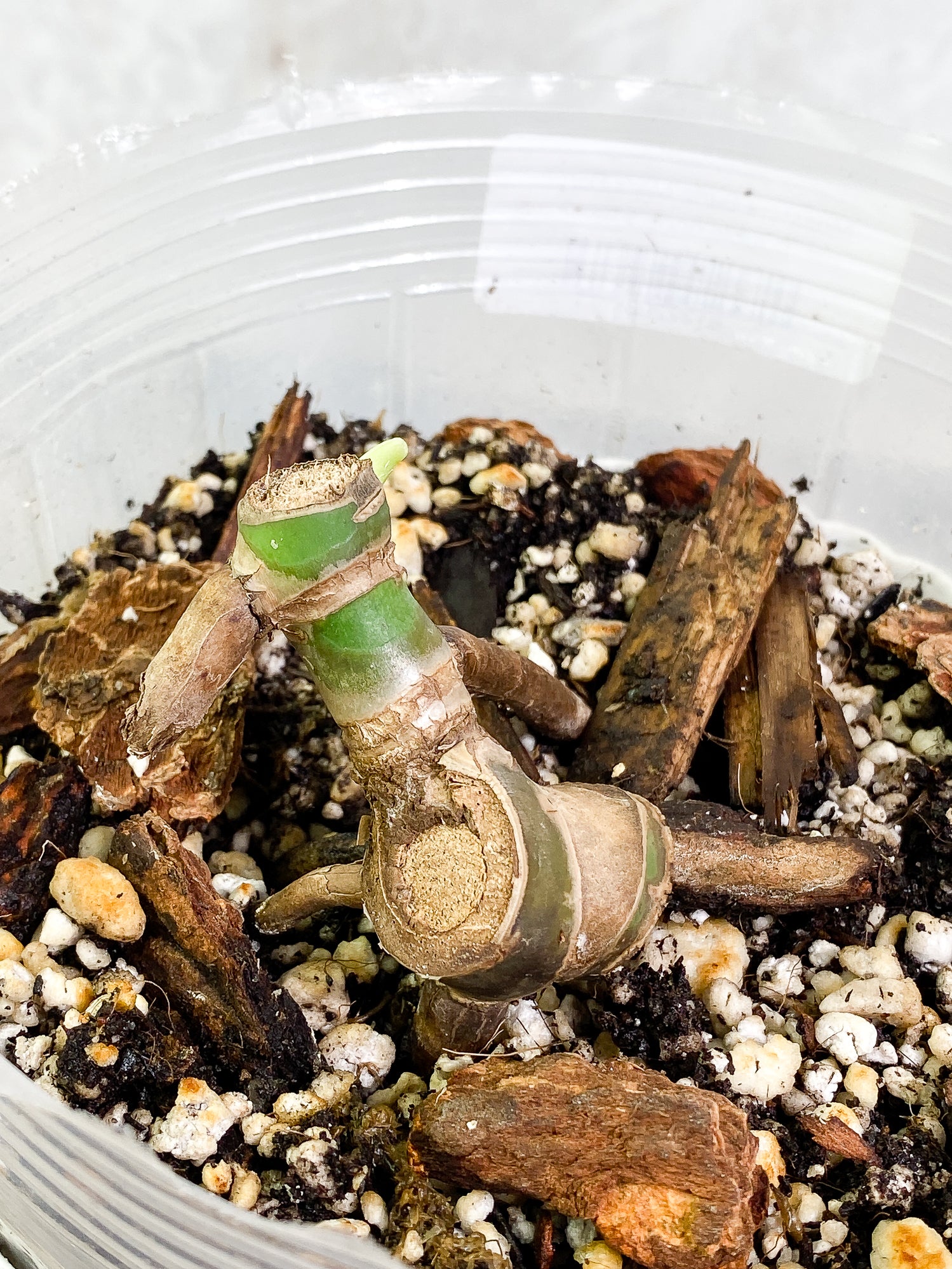 Monstera Burle Marx Flame Double node fully rooted double node 1 sprout