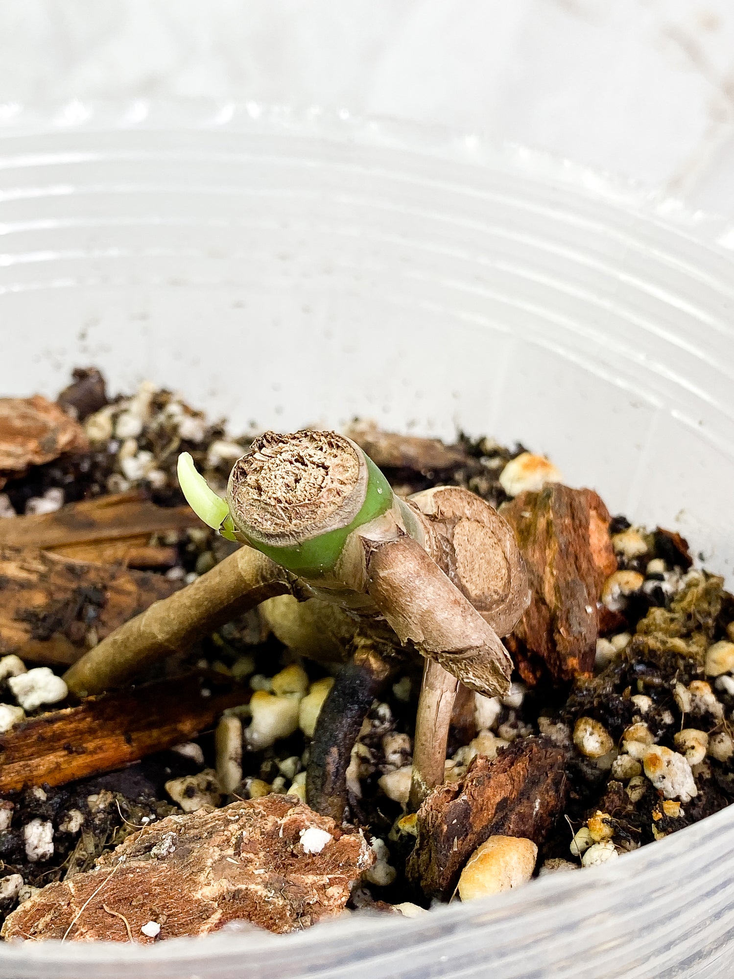 Monstera Burle Marx Flame Double node fully rooted double node 1 sprout