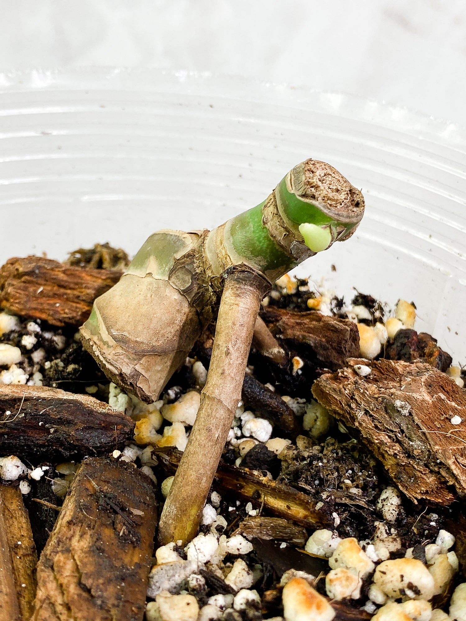 Monstera Burle Marx Flame Double node fully rooted double node 1 sprout