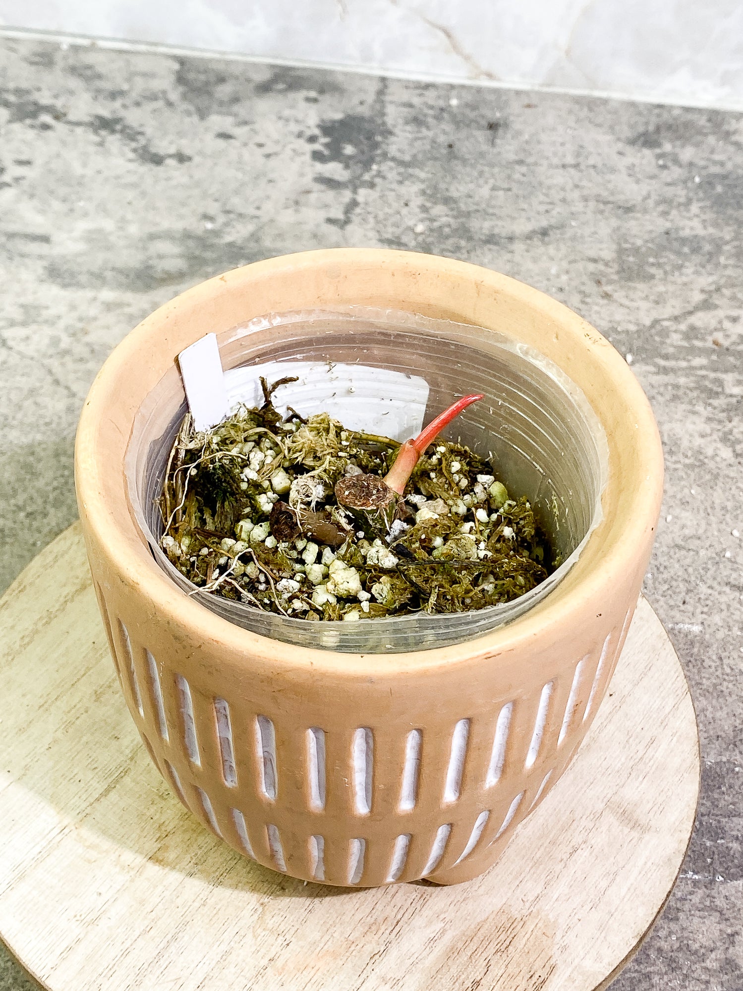 0 Philodendron Snowdrifts fully rooted triple node 1 sprout