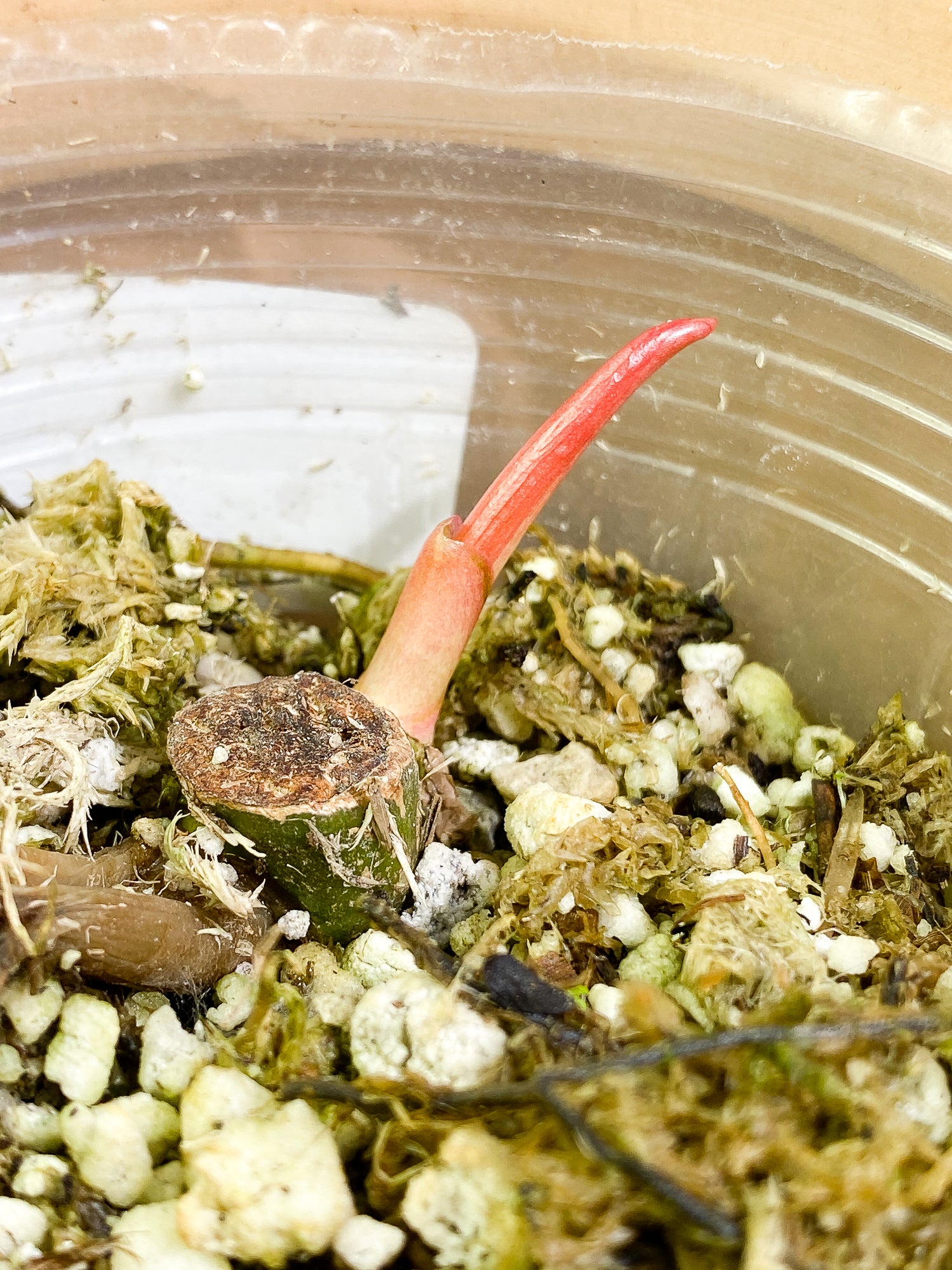 0 Philodendron Snowdrifts fully rooted triple node 1 sprout