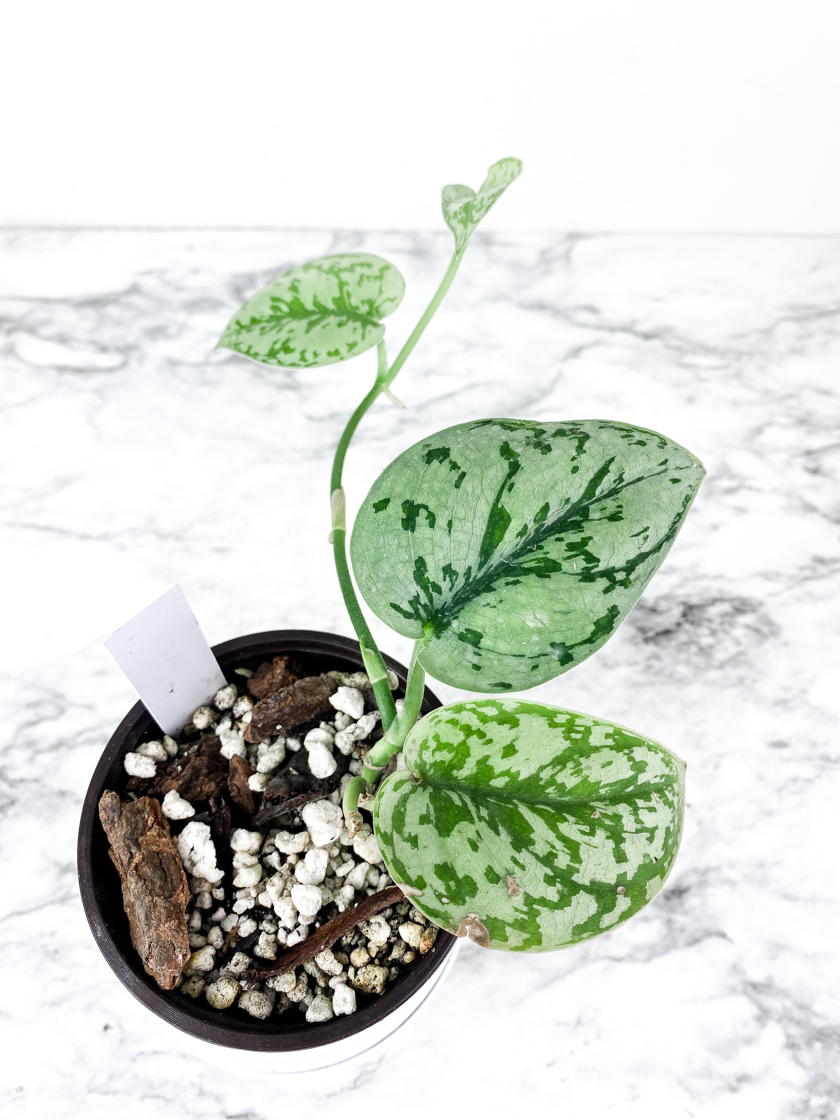 Scindapsus Silver Lady rooted 4 leaves