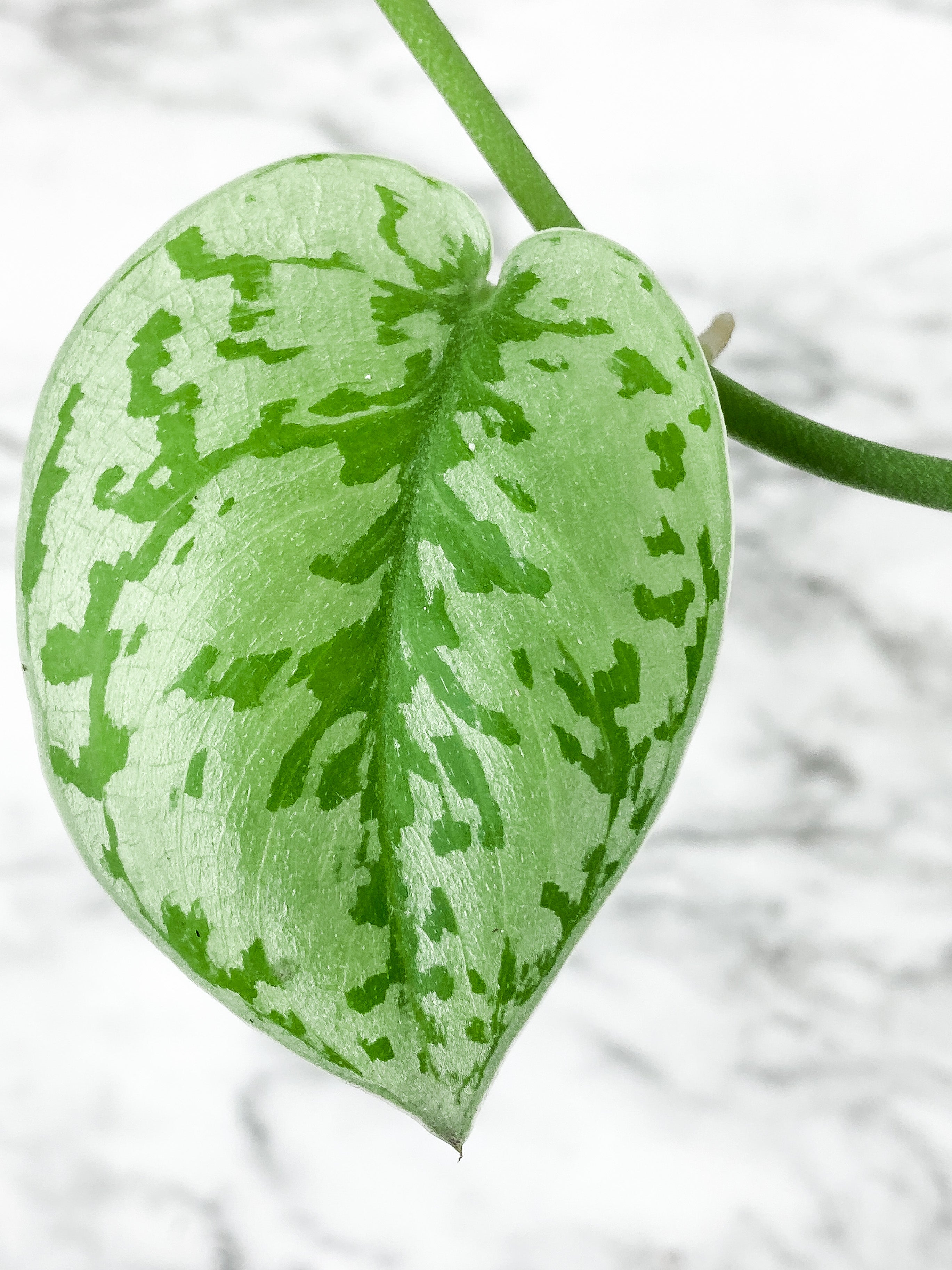 Scindapsus Silver Lady rooted 4 leaves