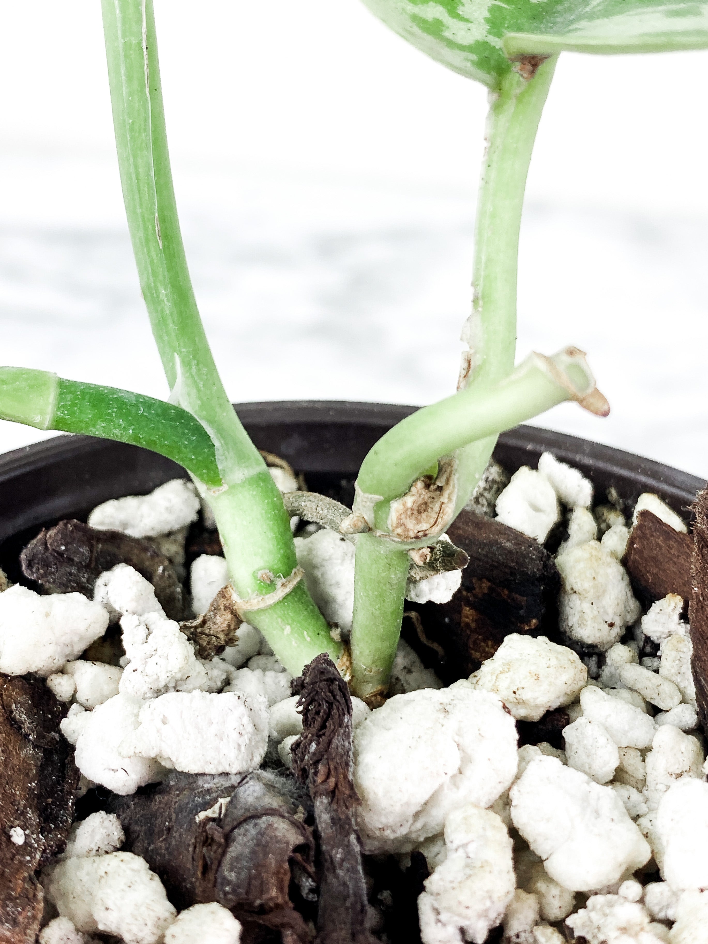 Scindapsus Silver Lady rooted 4 leaves