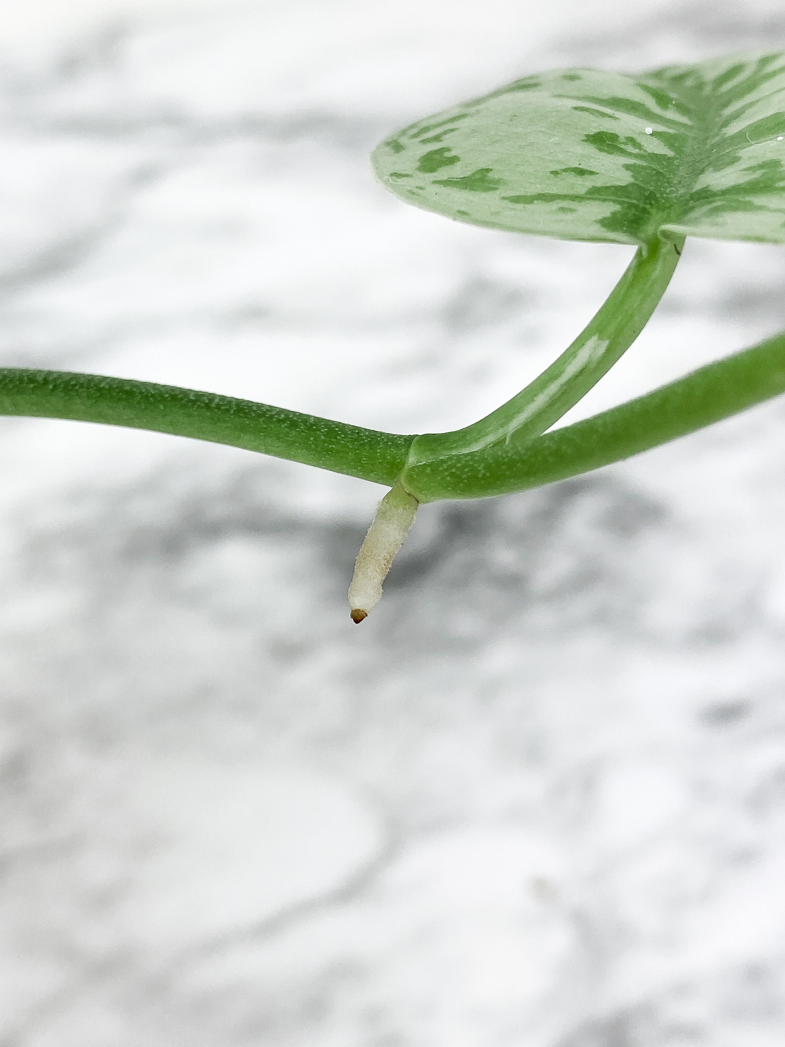 Scindapsus Silver Lady rooted 4 leaves
