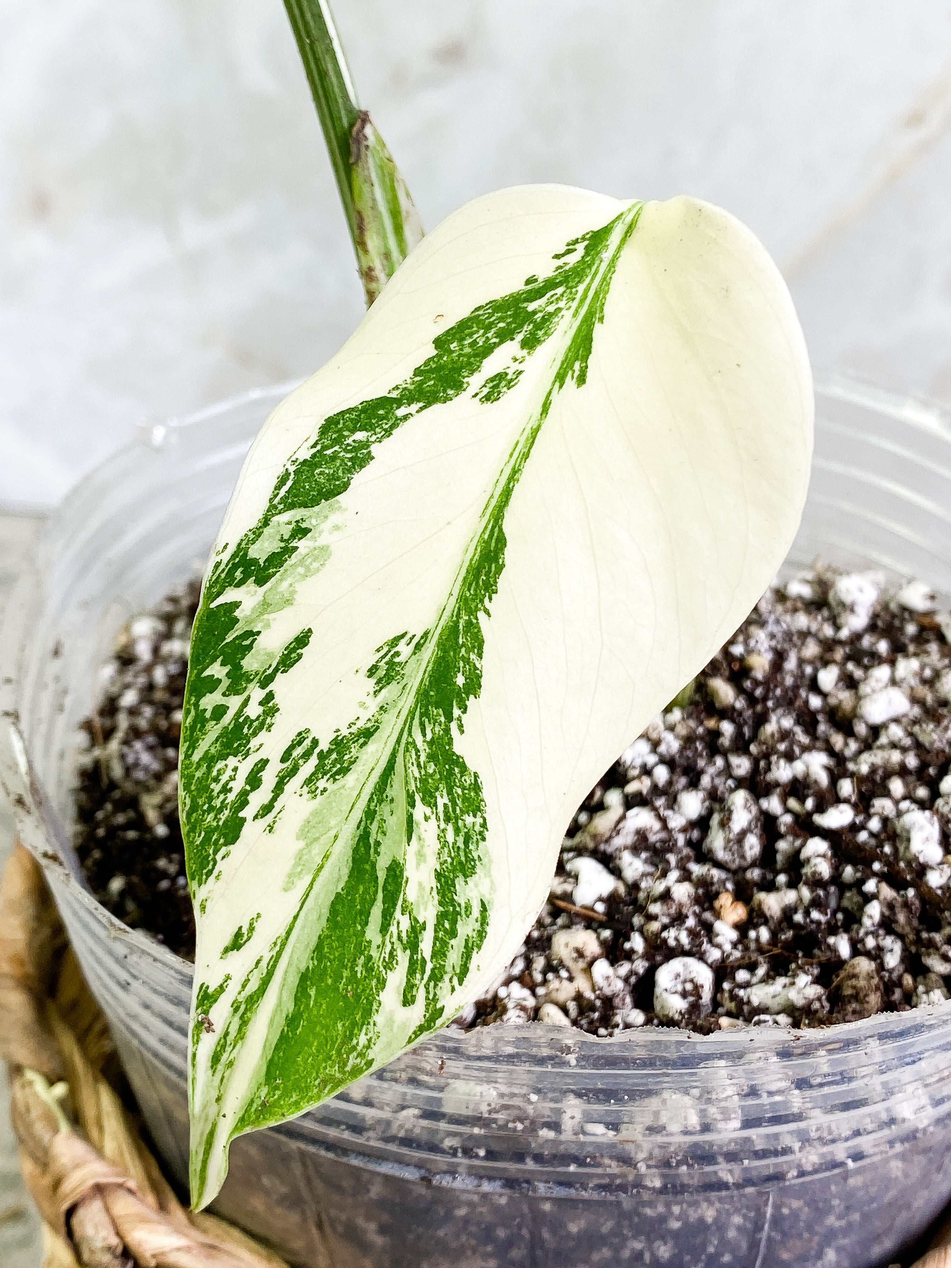 Monstera Albo 2 leaves 1 sprout Rooted Highly Variegated