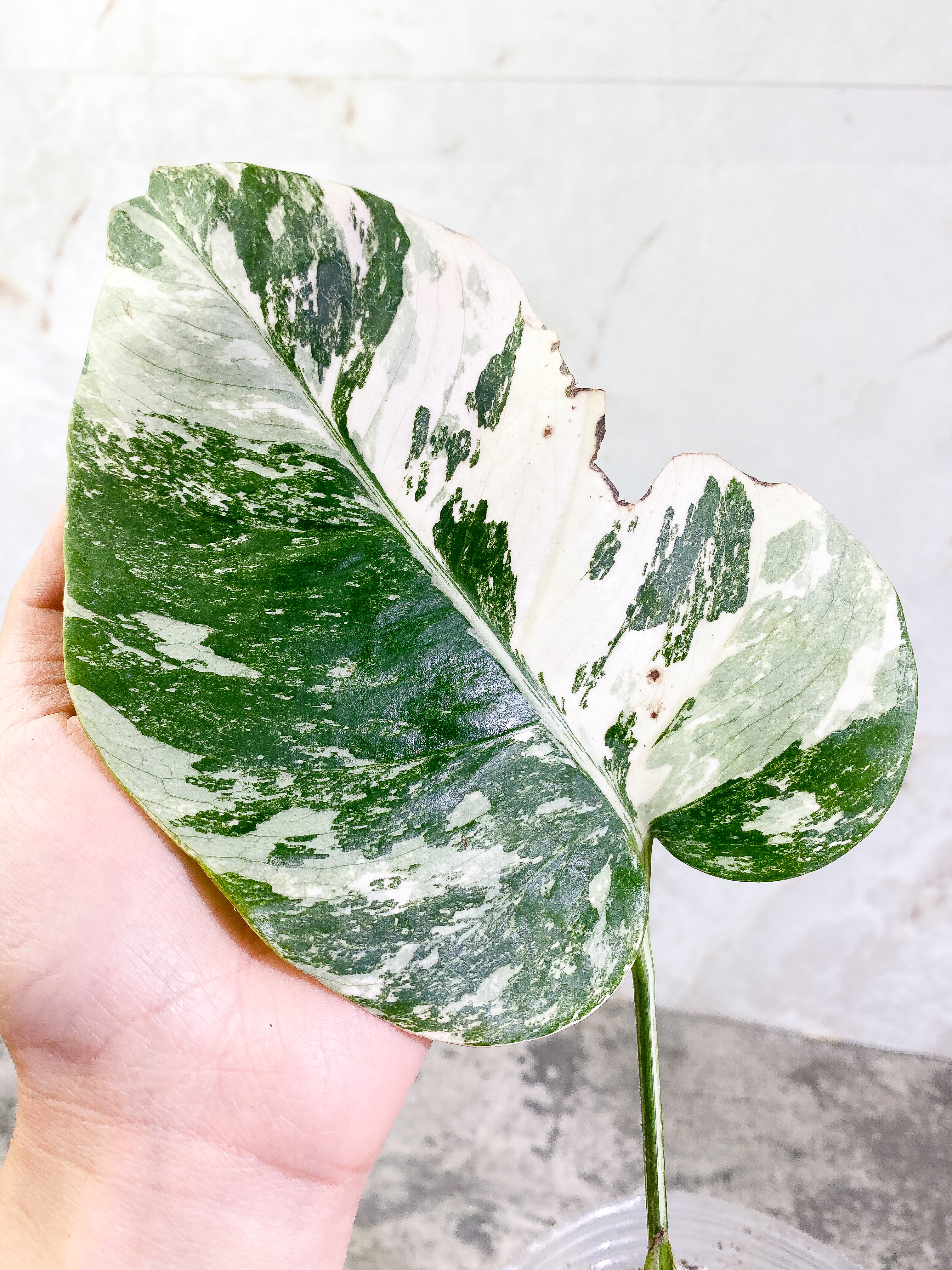 Monstera Albo 2 leaves 1 sprout Rooted Highly Variegated