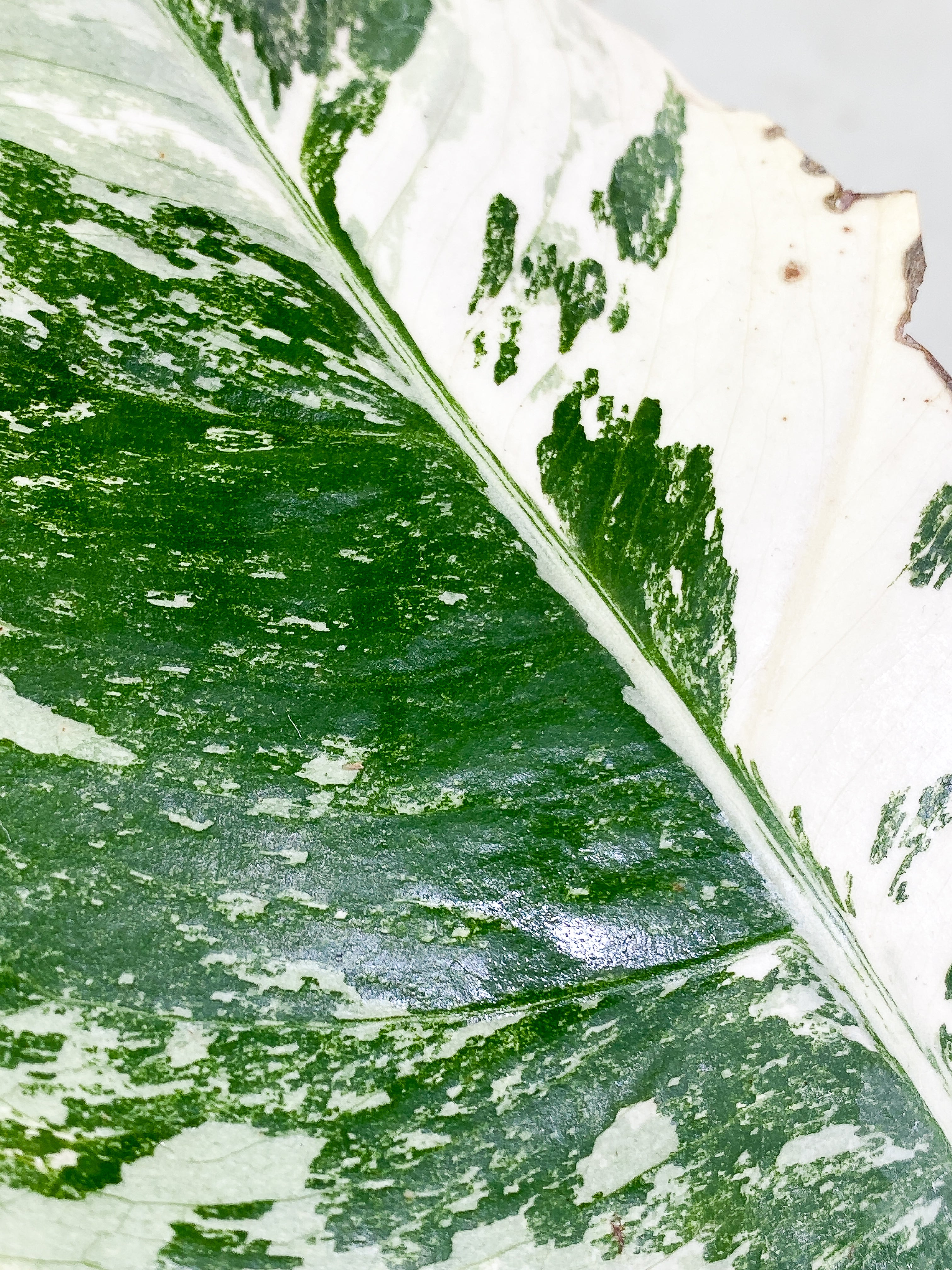 Monstera Albo 2 leaves 1 sprout Rooted Highly Variegated
