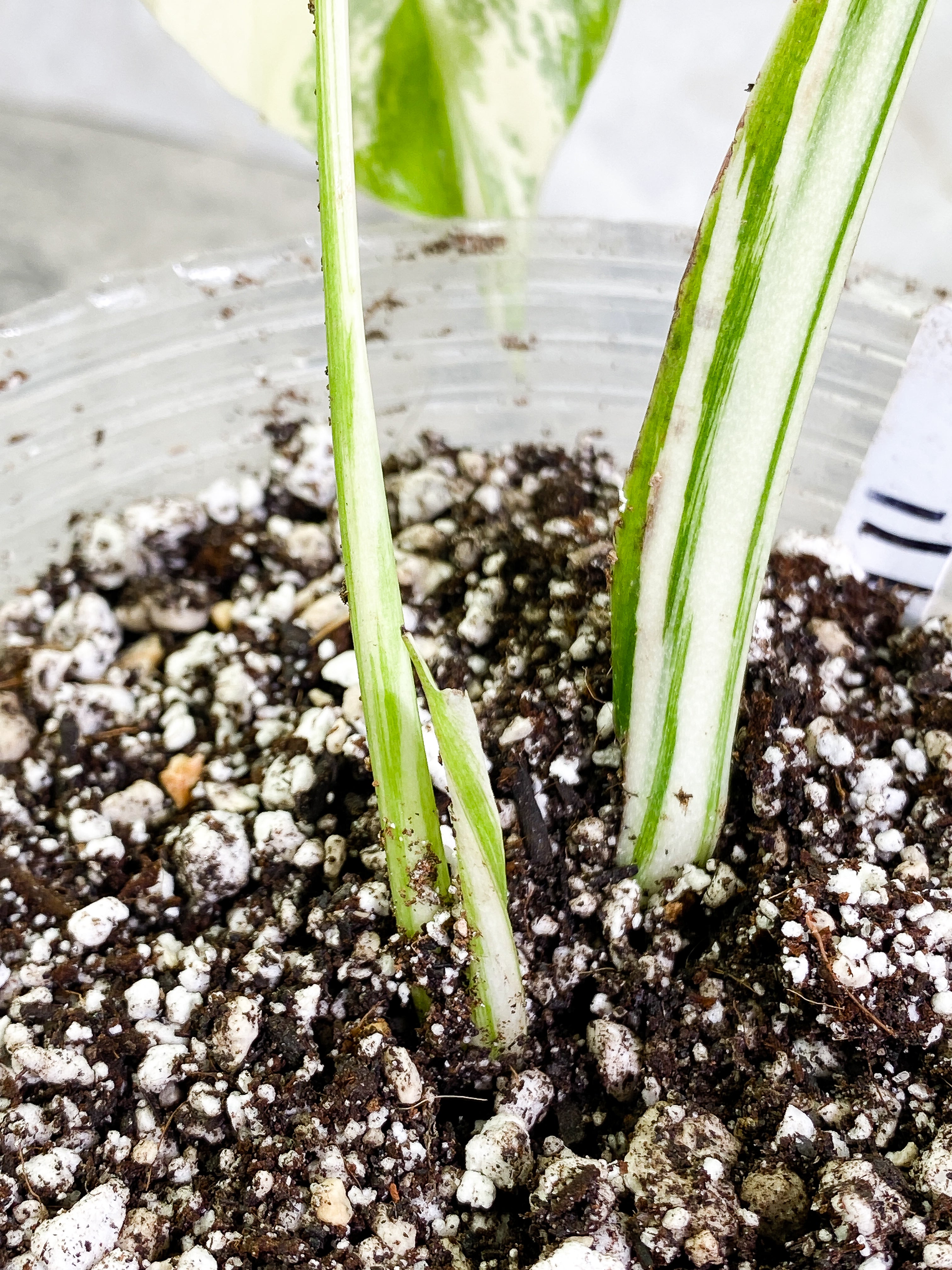 Monstera Albo 2 leaves 1 sprout Rooted Highly Variegated