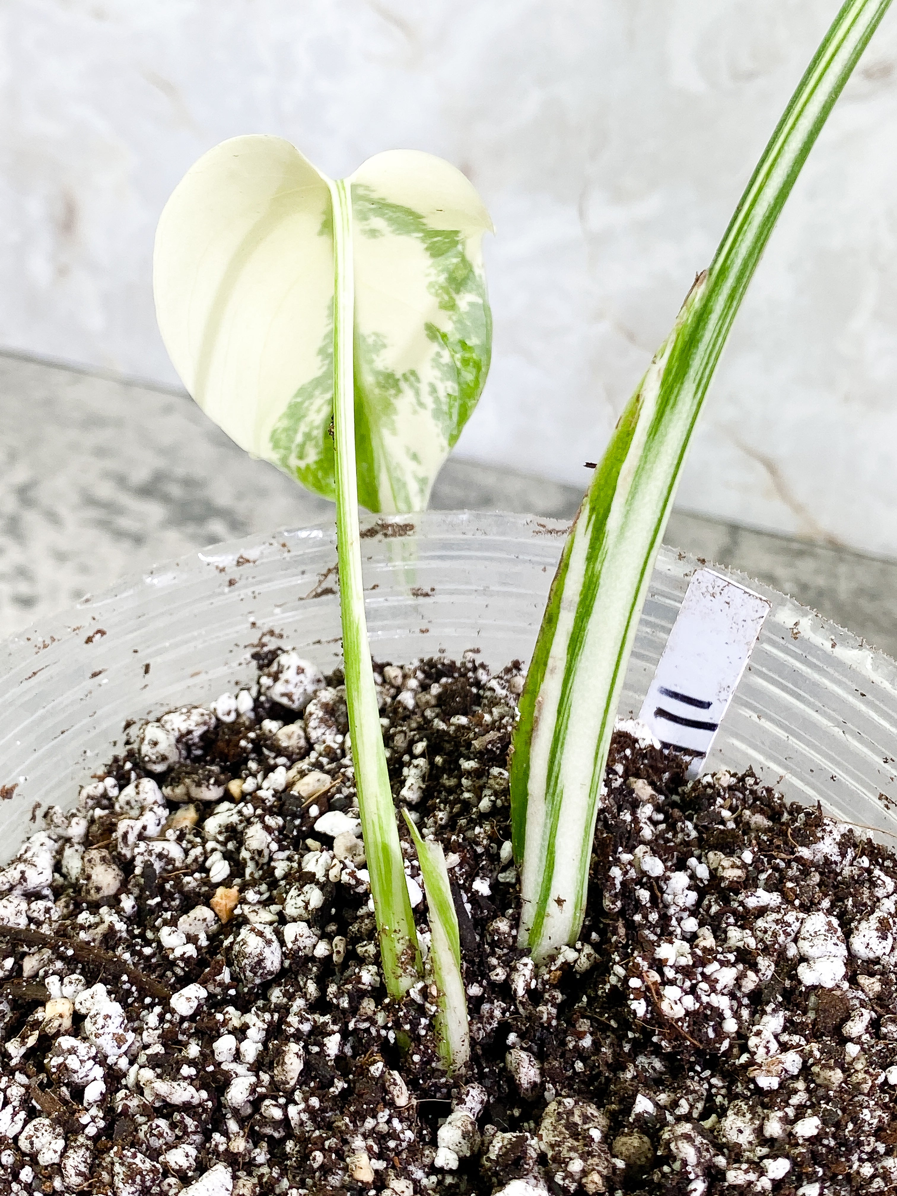 Monstera Albo 2 leaves 1 sprout Rooted Highly Variegated