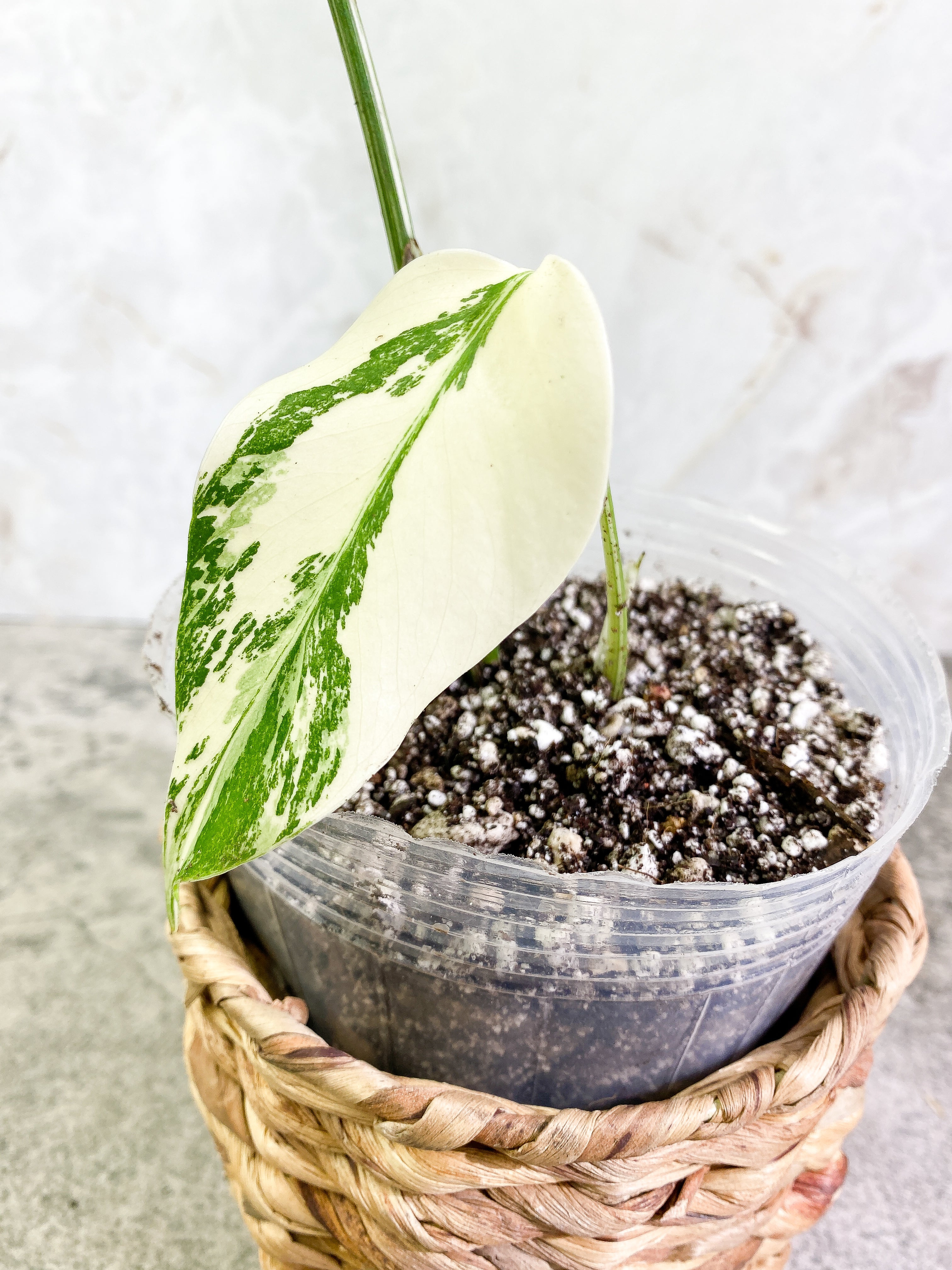 Monstera Albo 2 leaves 1 sprout Rooted Highly Variegated