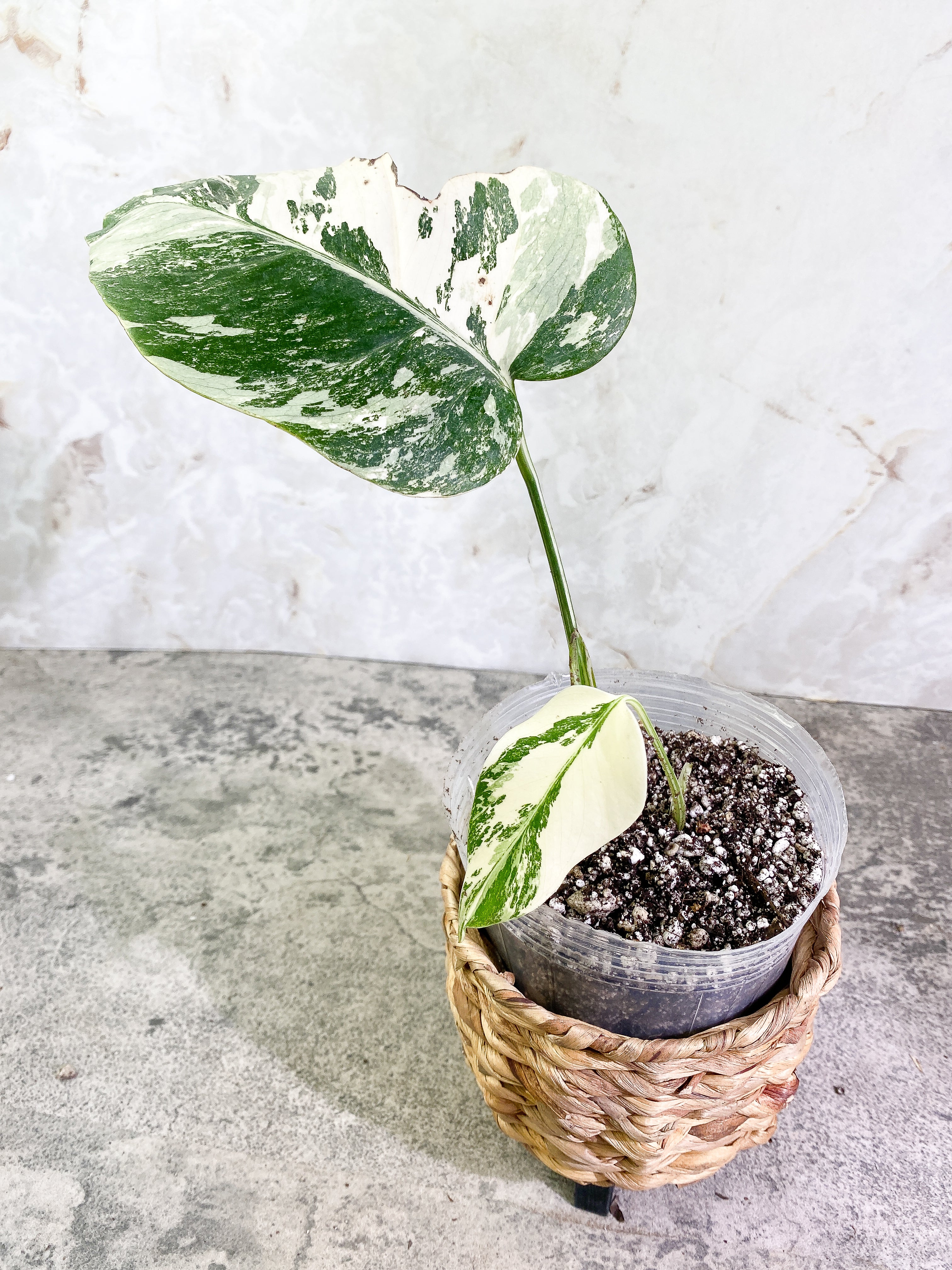 Monstera Albo 2 leaves 1 sprout Rooted Highly Variegated