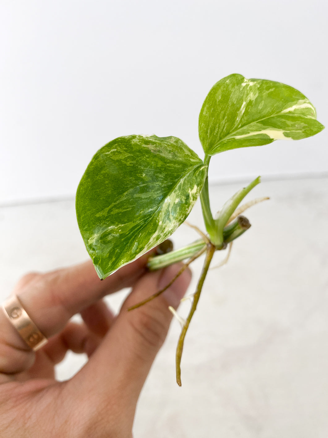 Monstera Lecheriana Variegated 3 leaves multiple nodes