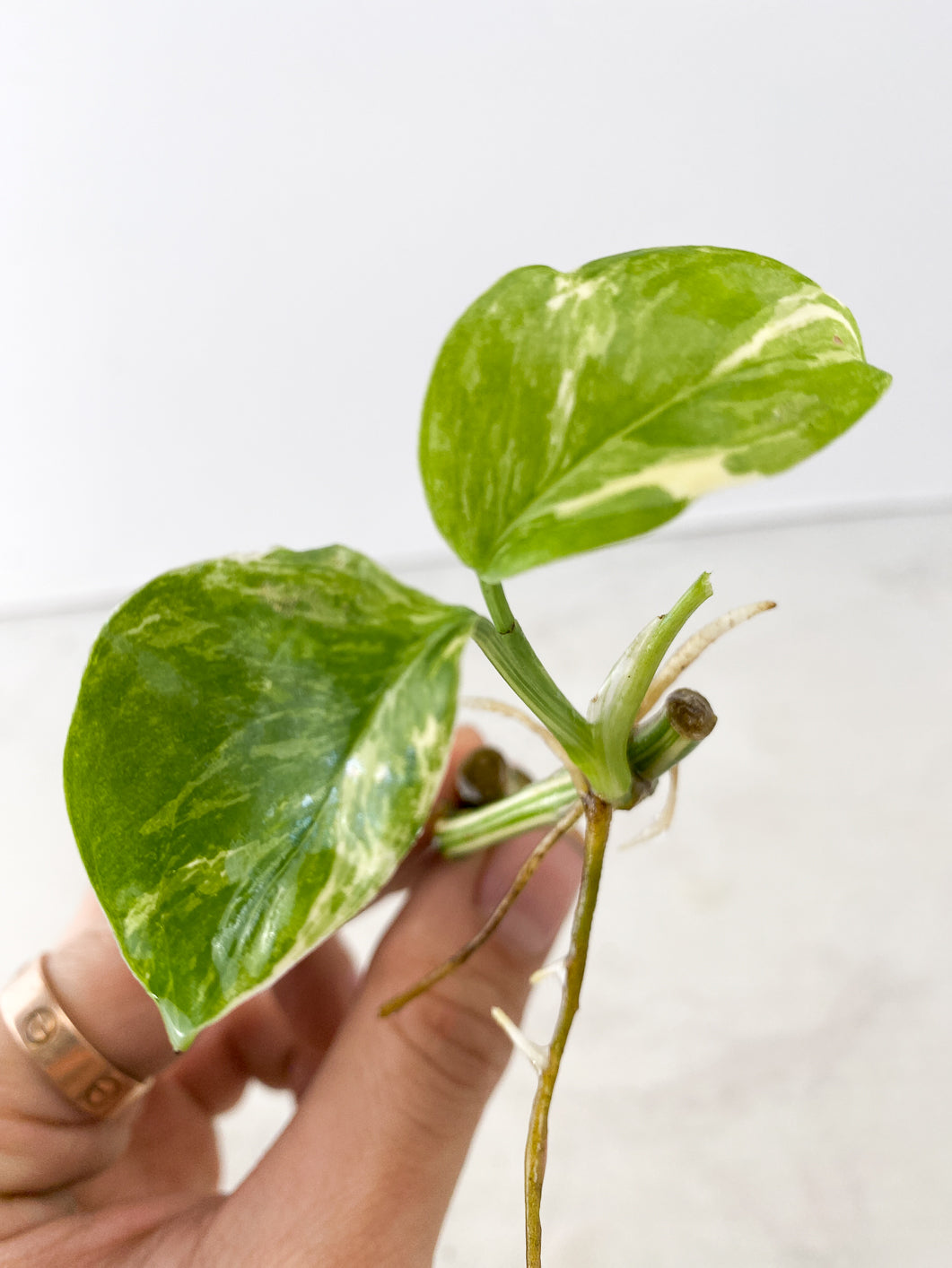Monstera Lecheriana Variegated 3 leaves multiple nodes