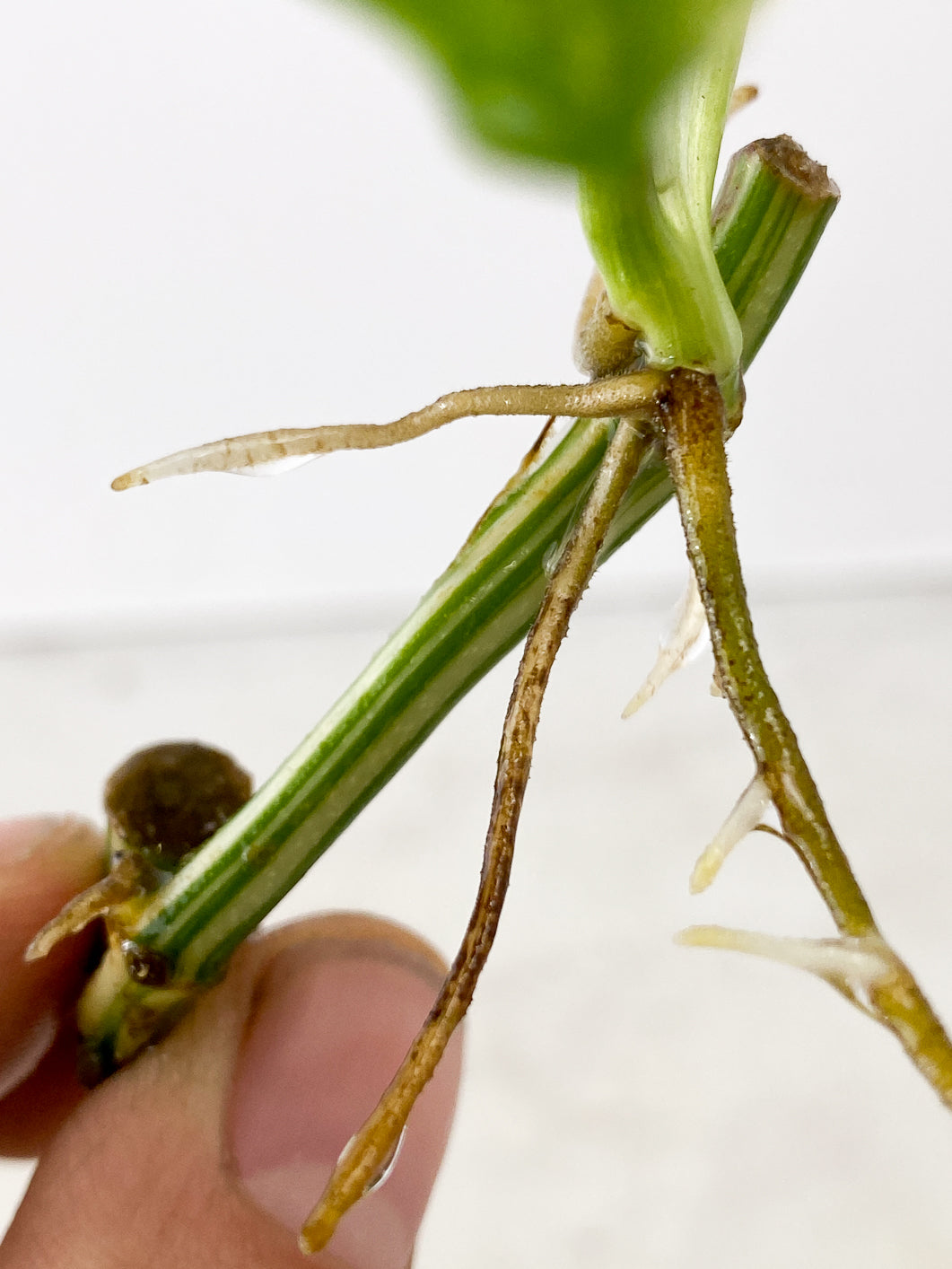 Monstera Lecheriana Variegated 3 leaves multiple nodes
